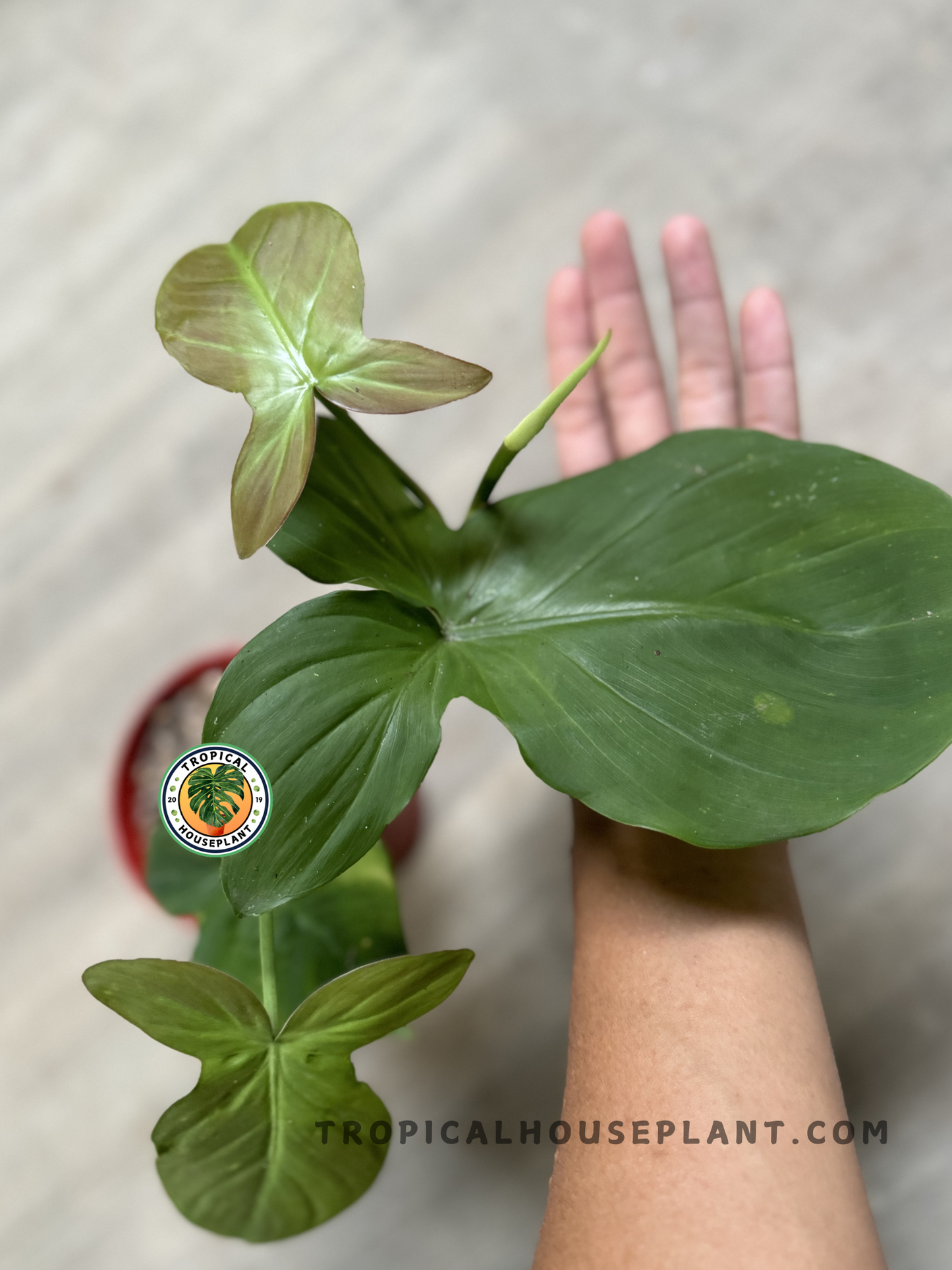 Hand holding Philodendron Camposportoanum, highlighting its leaf texture and color transition.