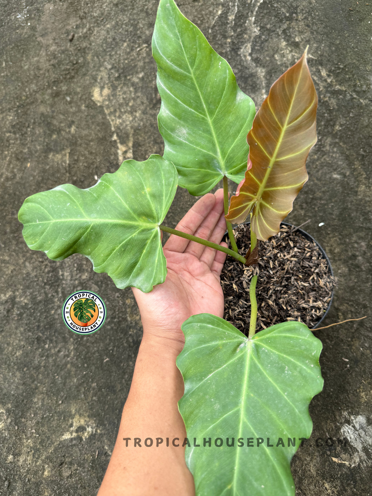 Hand holding Philodendron Corsinianum with three large sage green leaves and one bronze emerging leaf, showcasing shield-like shape and velvet texture.