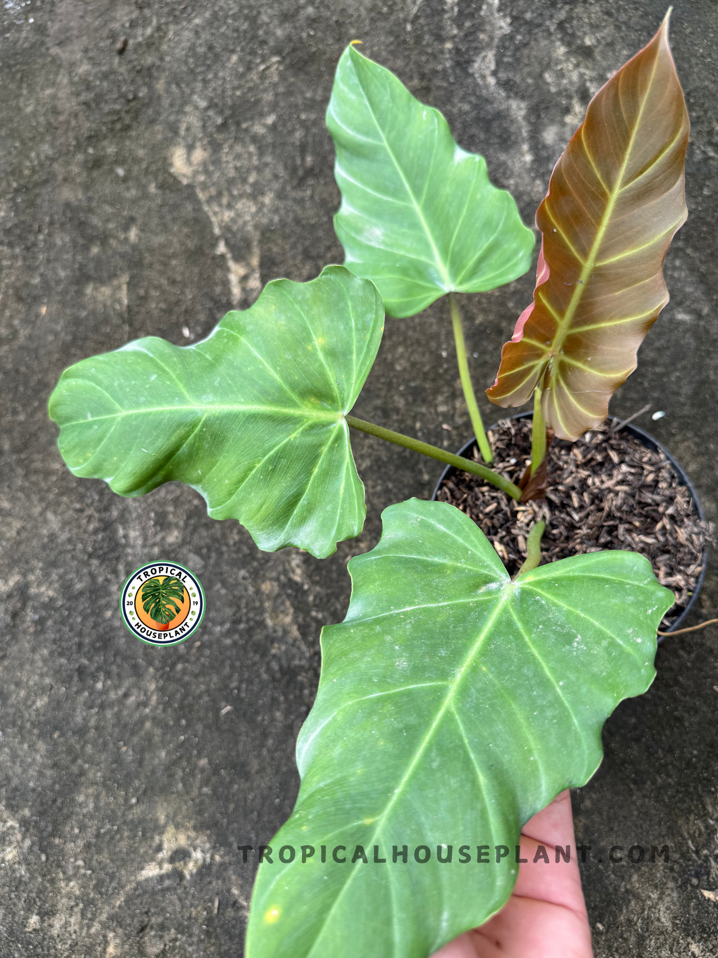 Top view of Philodendron Corsinianum displaying foliage contrast between mature green and fresh bronze-toned leaf with defined veining.