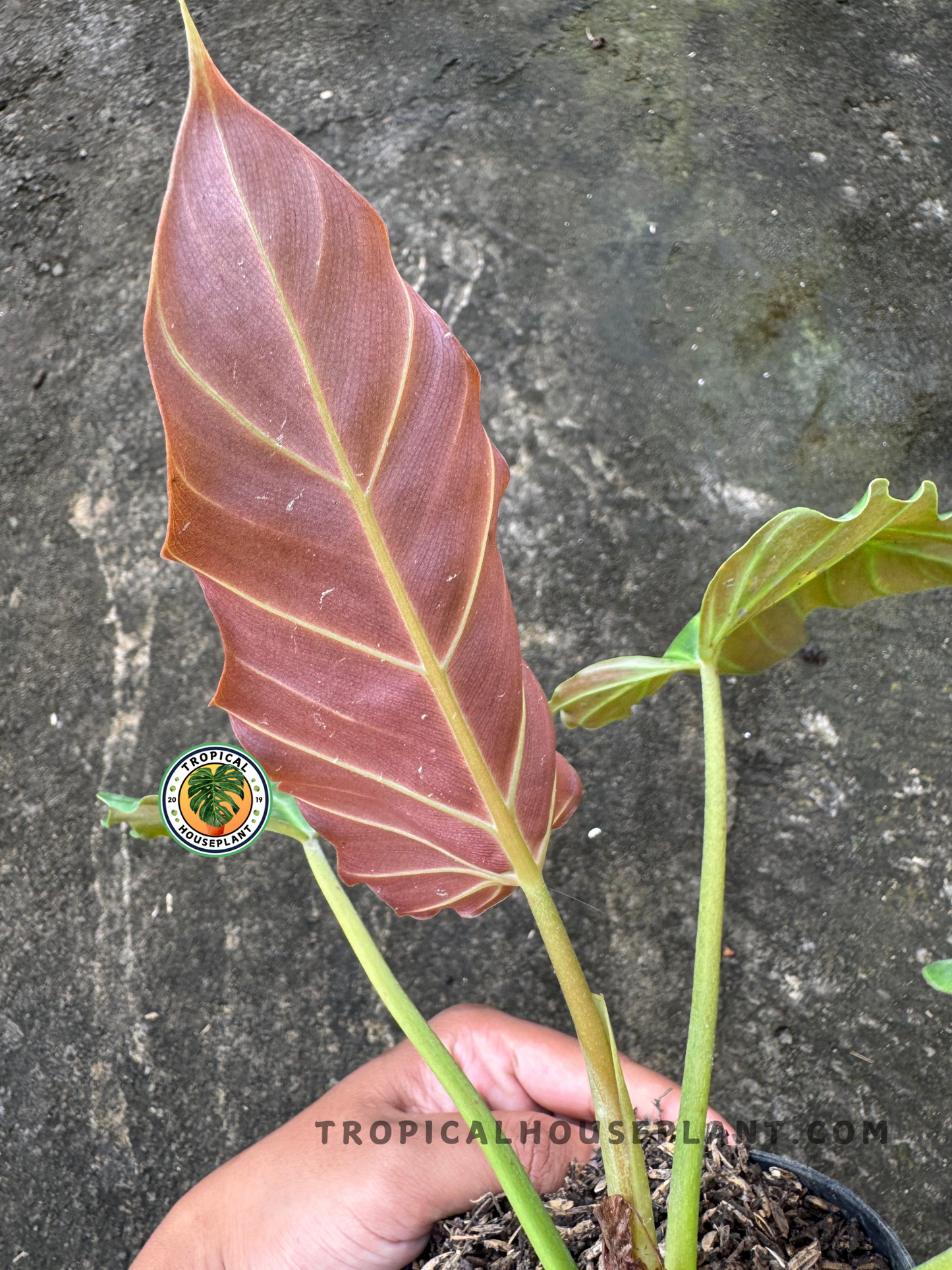 Close-up of Philodendron Corsinianum’s newly unfurled bronze leaf with vibrant midrib, highlighting its lush tropical appeal and leathery texture.