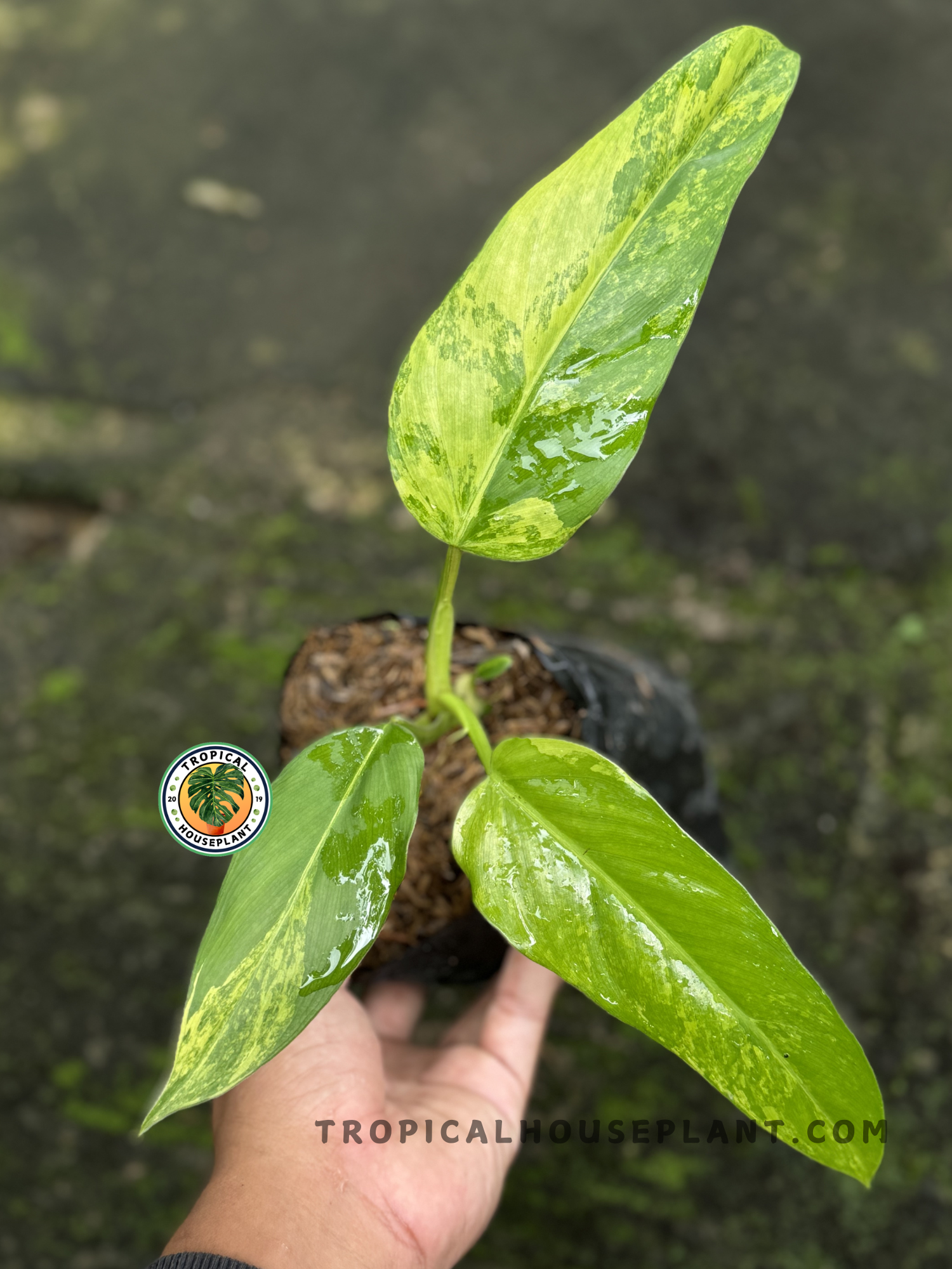 philodendron domesticum Philodendron Domesticum Variegated – Tropical Houseplant