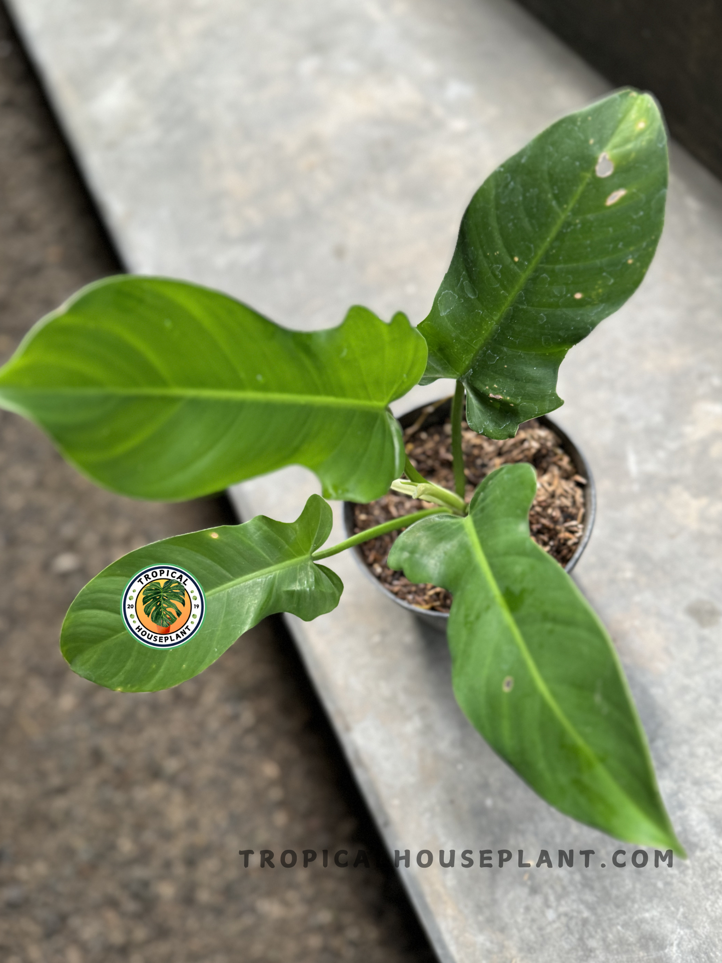 A top-view of Philodendron Ecuadorian in a pot, displaying its vibrant green foliage with visible texture and a natural growth pattern.