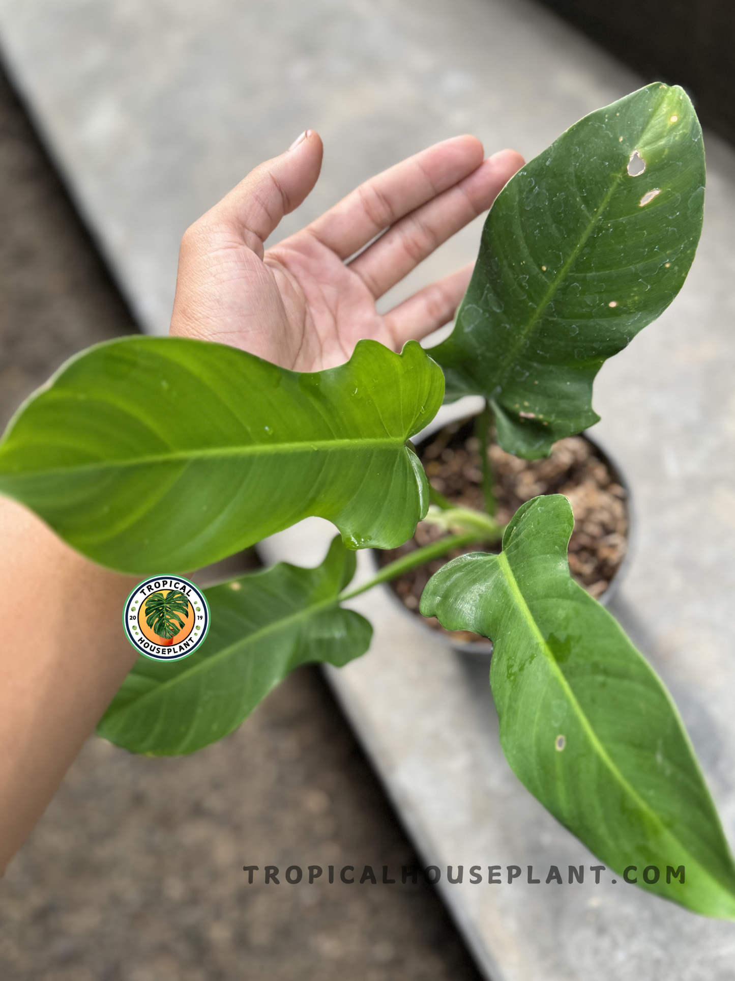 A Philodendron Ecuadorian plant in a pot, showing its elongated, deep green leaves with wavy edges, held next to a person’s hand for scale.