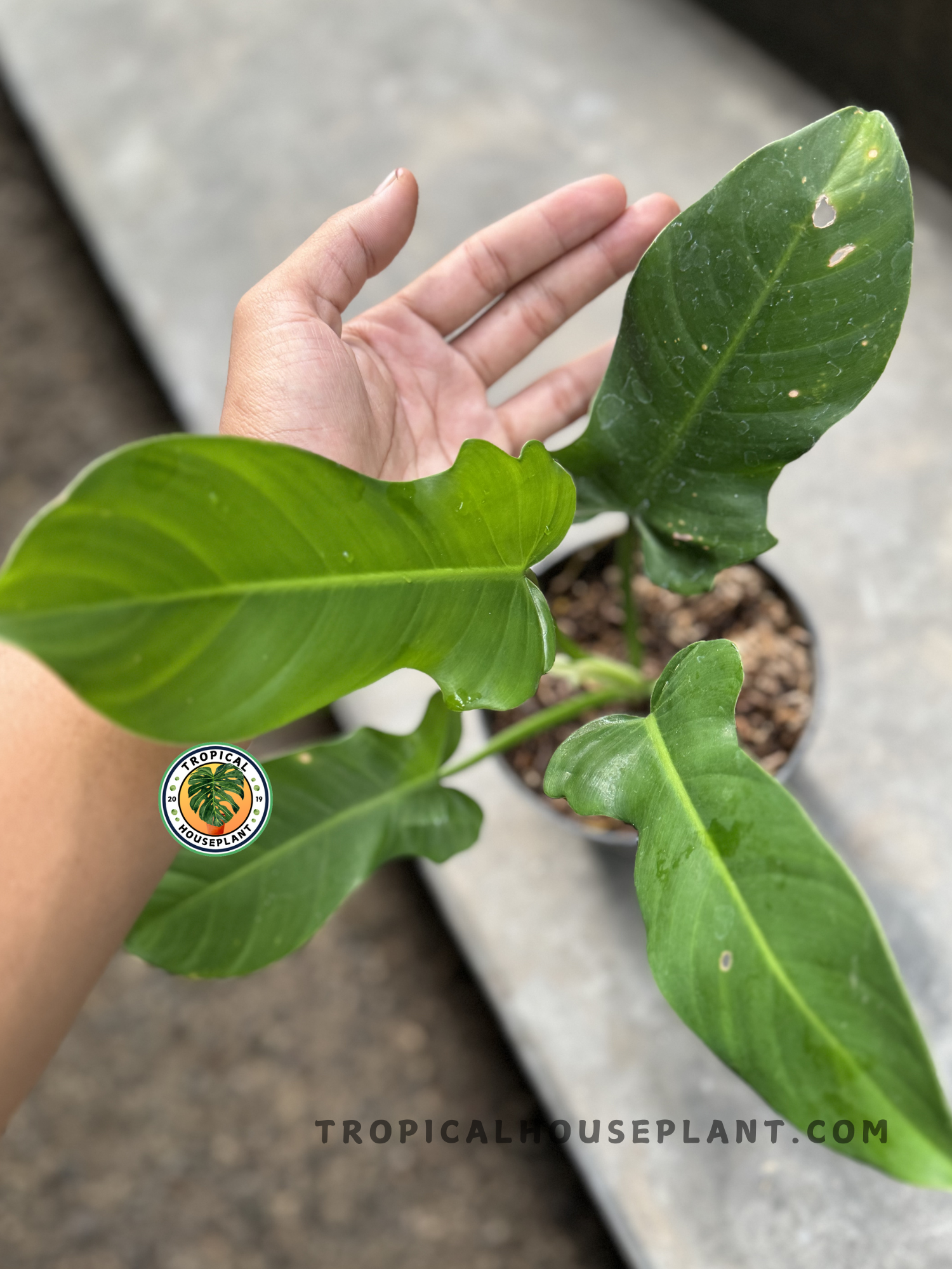 A Philodendron Ecuadorian plant in a pot, showing its elongated, deep green leaves with wavy edges, held next to a person’s hand for scale.
