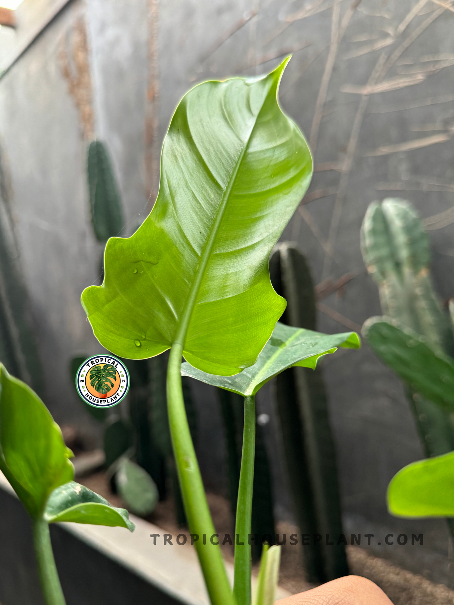 A close-up of a Philodendron Ecuadorian leaf, highlighting its glossy surface, distinct venation, and slightly curled edges against a gray background.