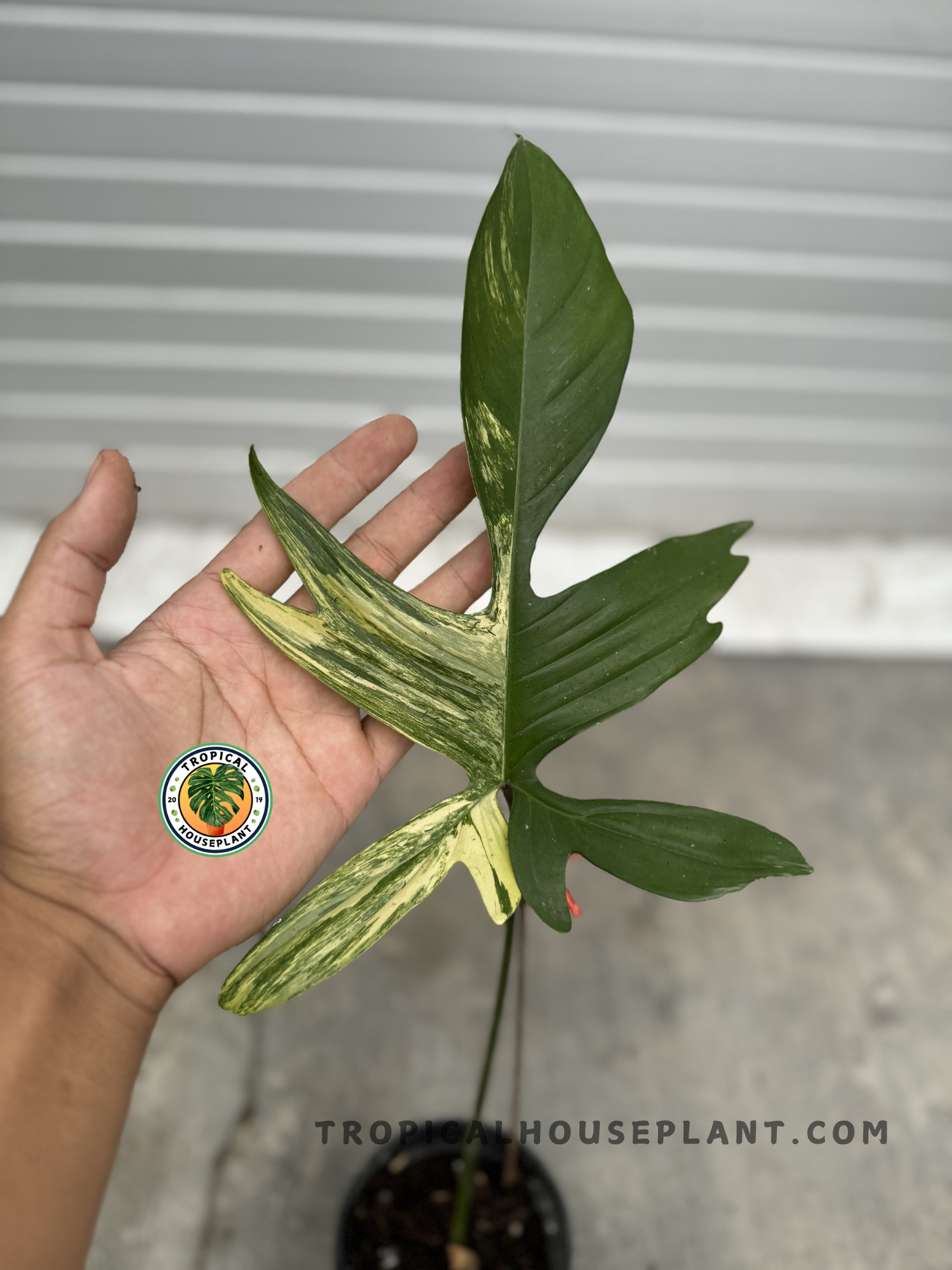 A close-up of Philodendron Florida Beauty, held in a hand, highlighting its intricate leaf structure and vibrant coloration.