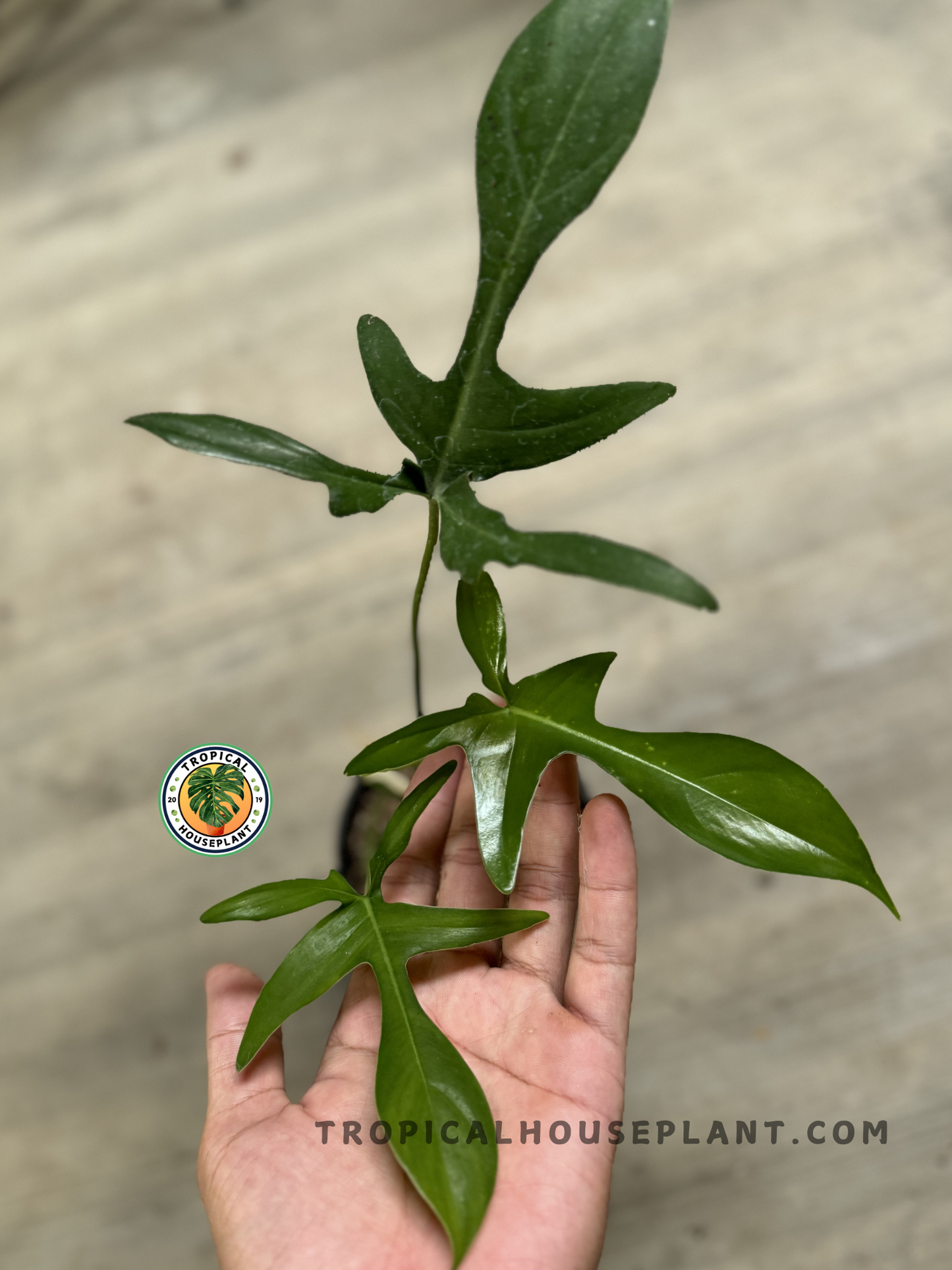 Close-up of Philodendron Gladhands with elongated, deeply lobed green leaves.