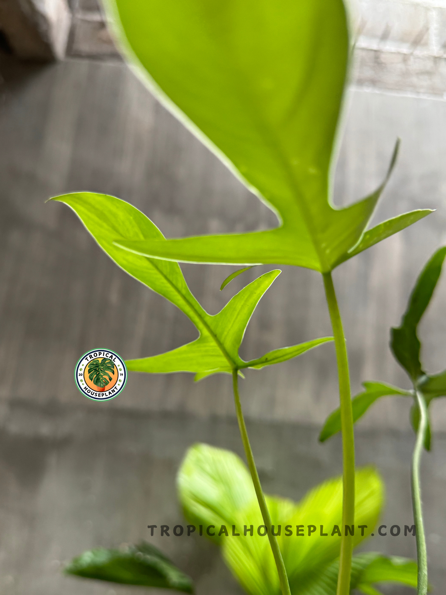 Side view of Philodendron Gladhands growing in a pot, displaying its elegant leaf structure.