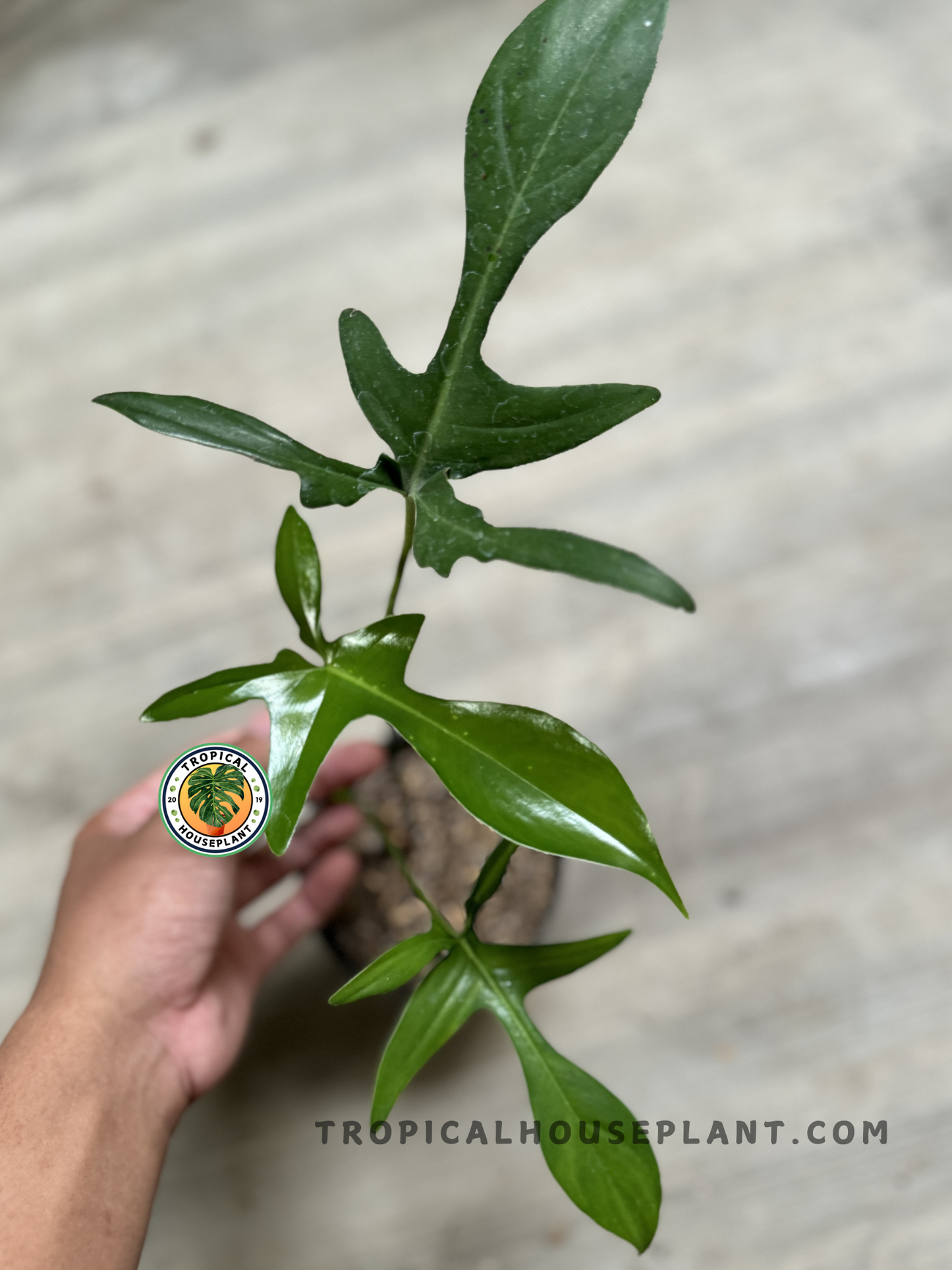 Philodendron Gladhands