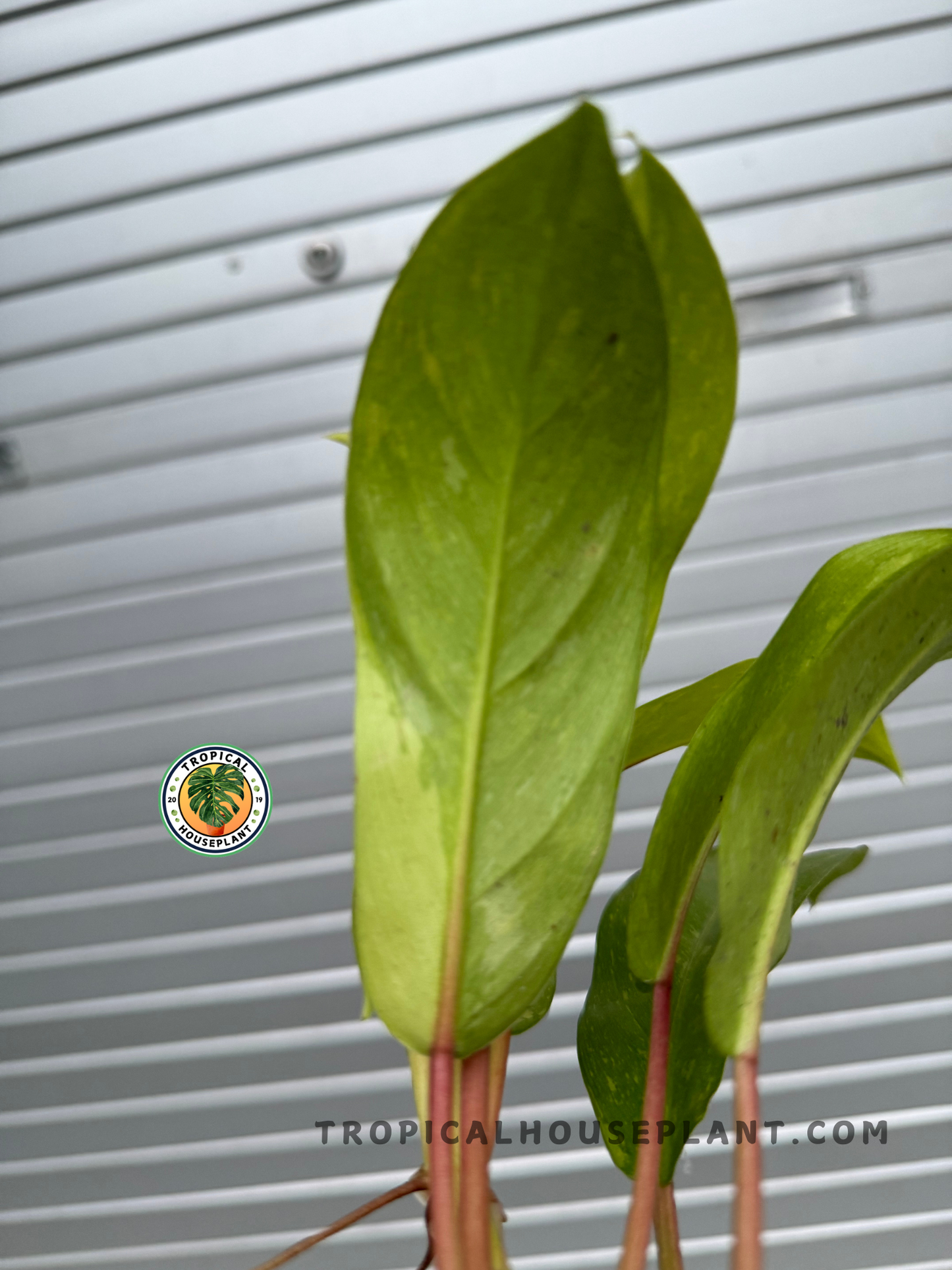 A side view of the Philodendron 'Golden Goddess' Marble Variegated, displaying its elongated leaves and sturdy stems, ready for new growth.