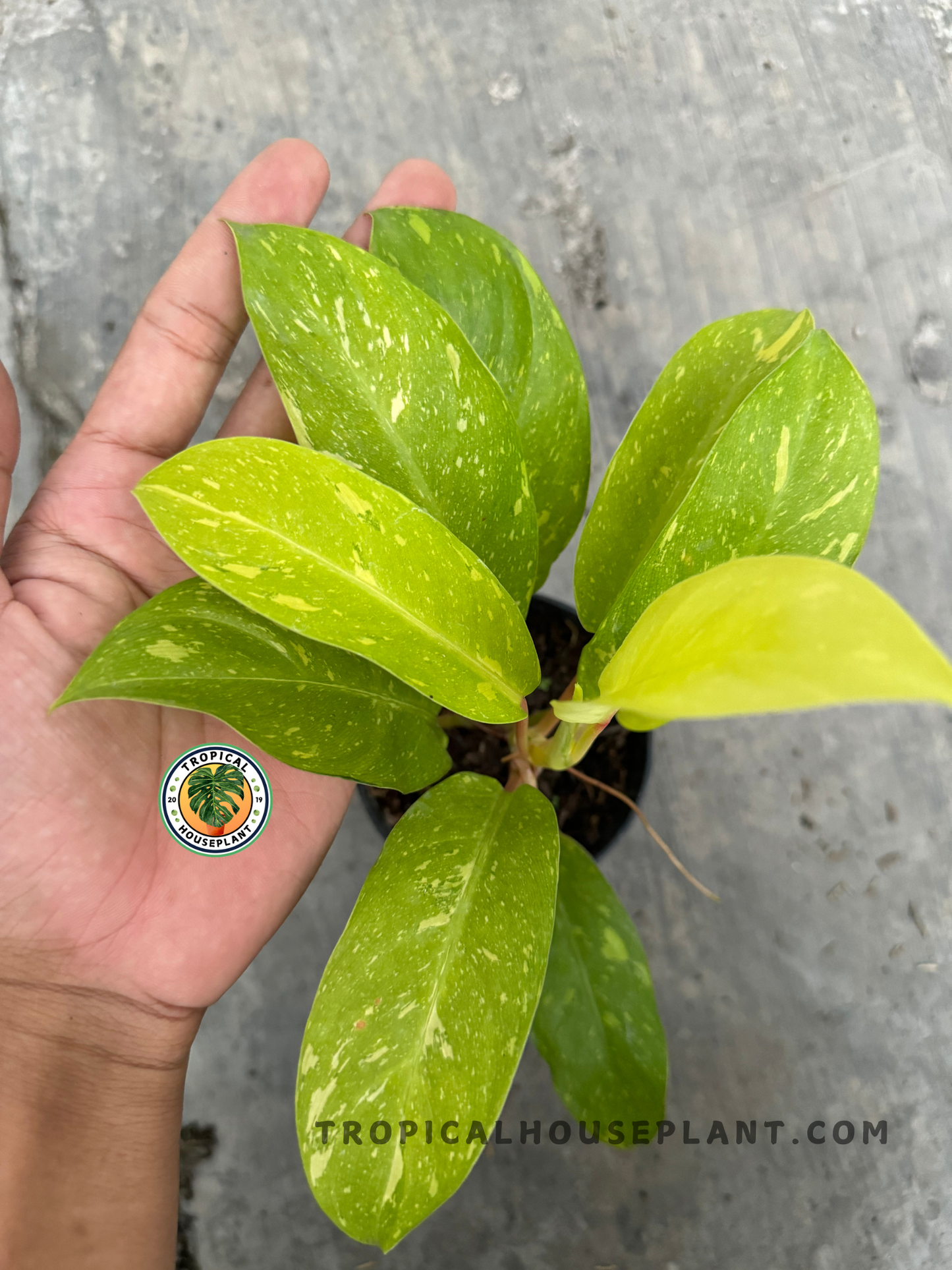 A close-up of a Philodendron 'Golden Goddess' Marble Variegated, showcasing its bright lime green and golden foliage with speckled patterns.
