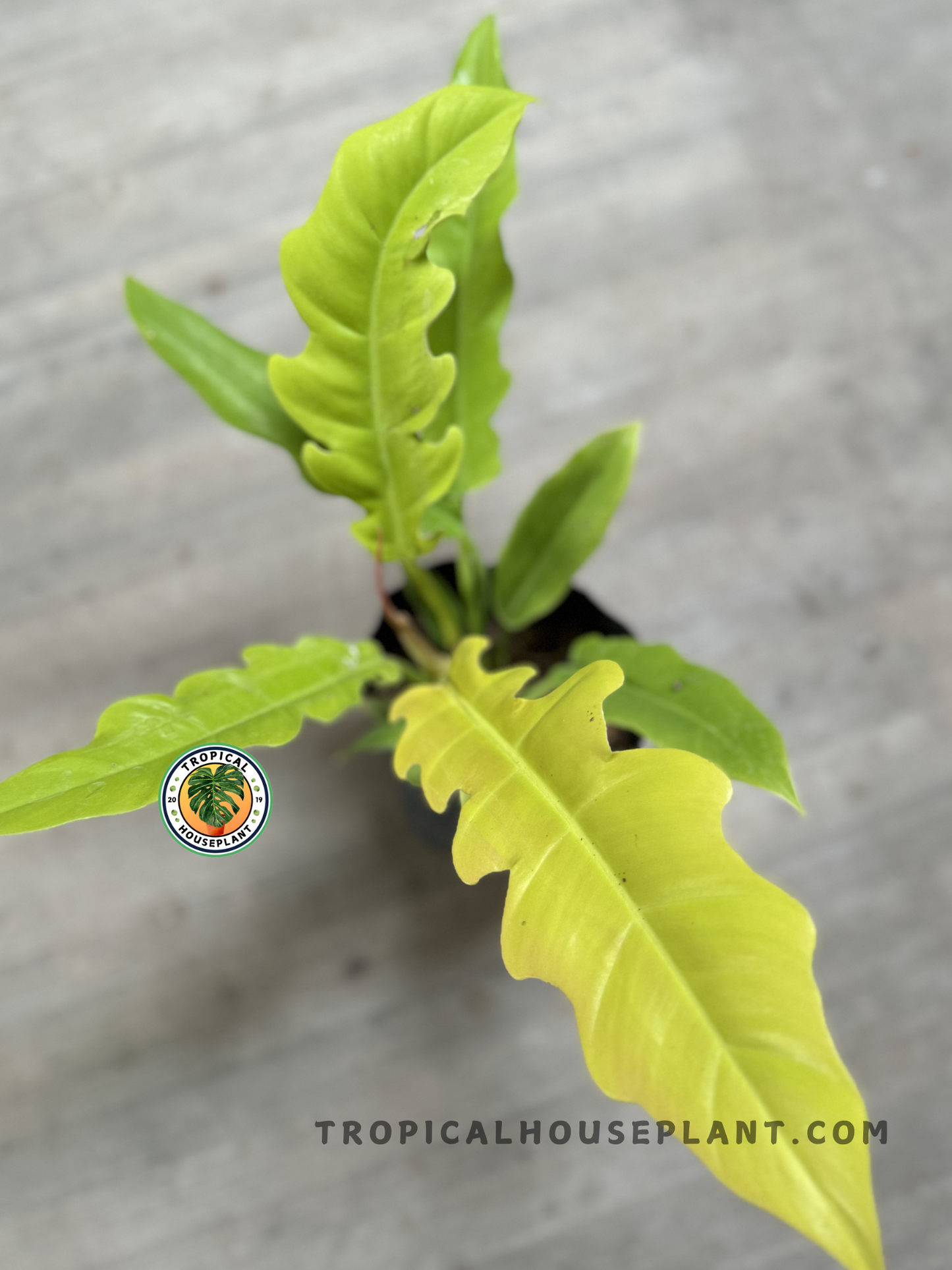 A top-down view of a Philodendron Golden Saw, a tropical plant with striking yellow-green leaves featuring deeply serrated edges. The plant is potted in a black container, placed on a neutral gray surface.