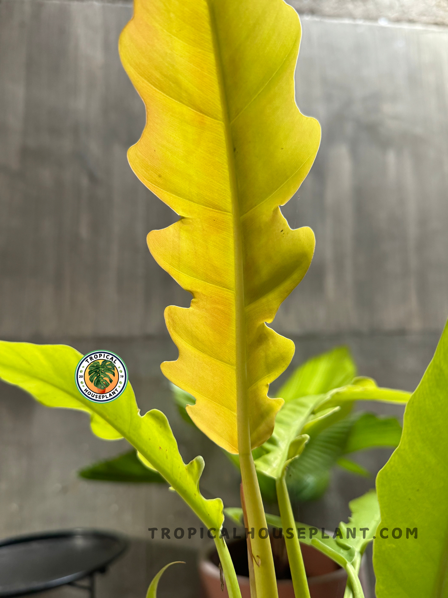 A close-up shot of a Philodendron Golden Saw leaf, emphasizing its vibrant golden-yellow color and characteristic serrated margins. The background is blurred, with hints of other tropical plants and a gray surface.
