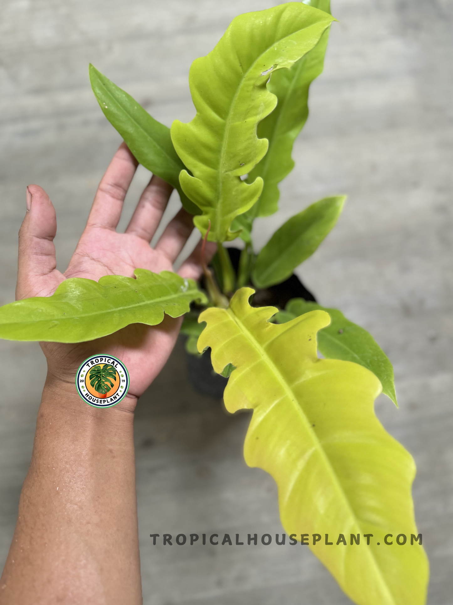 A person’s hand holding a Philodendron Golden Saw leaf to showcase its size and unique texture. The bright, lobed foliage stands out, with the plant’s black pot visible in the background.