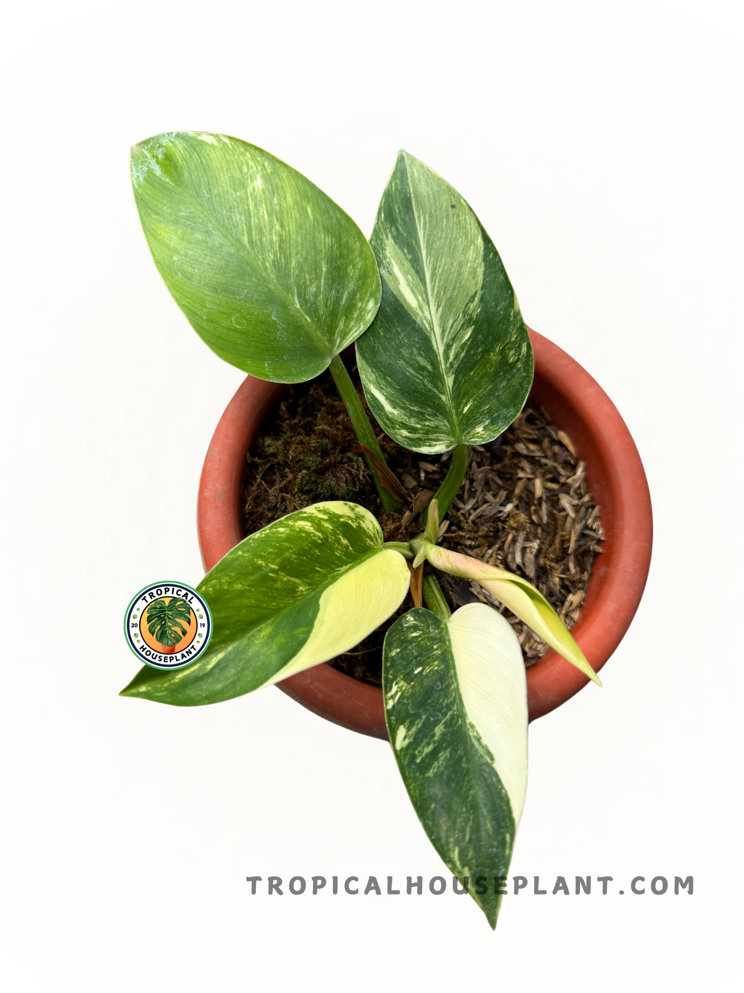 philodendron congo verde Philodendron Green Congo Variegated