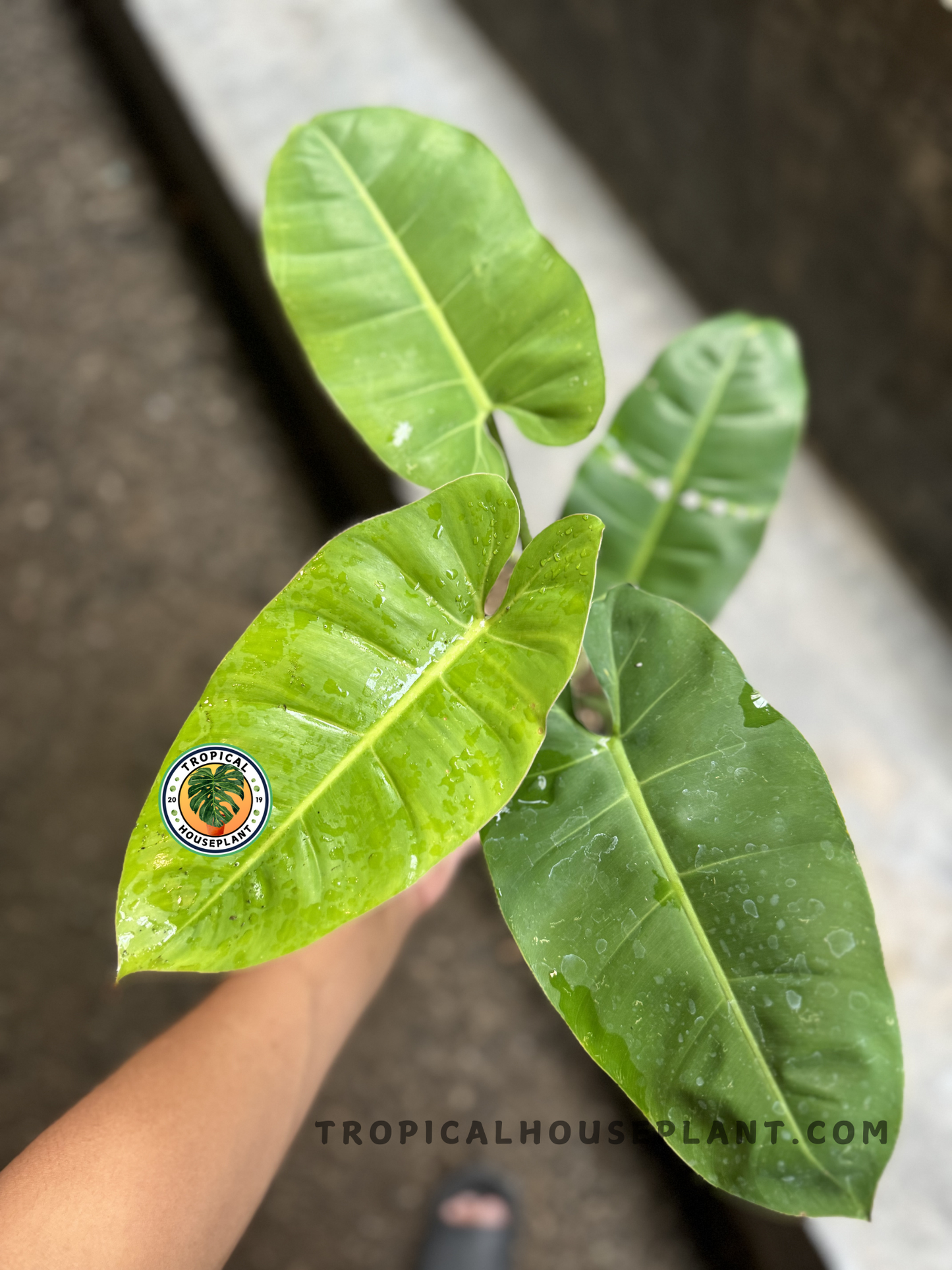 Hand holding Philodendron Green Congo x Jose Buono from above, displaying three lush green leaves with water droplets and clear veining.
