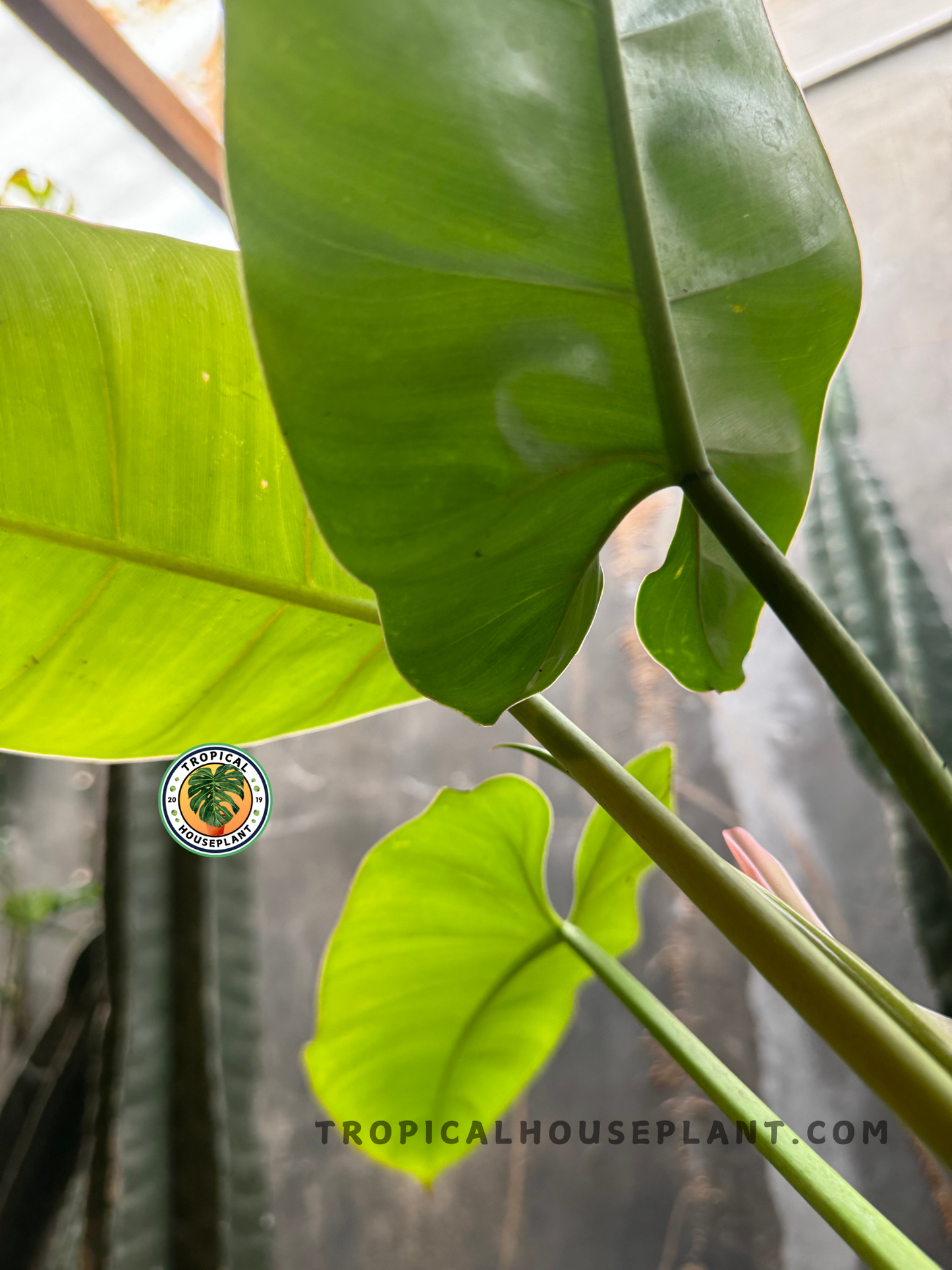 Close-up view of Philodendron Green Congo x Jose Buono leaves backlit by natural light, showing clean lines and soft leaf curvature.
