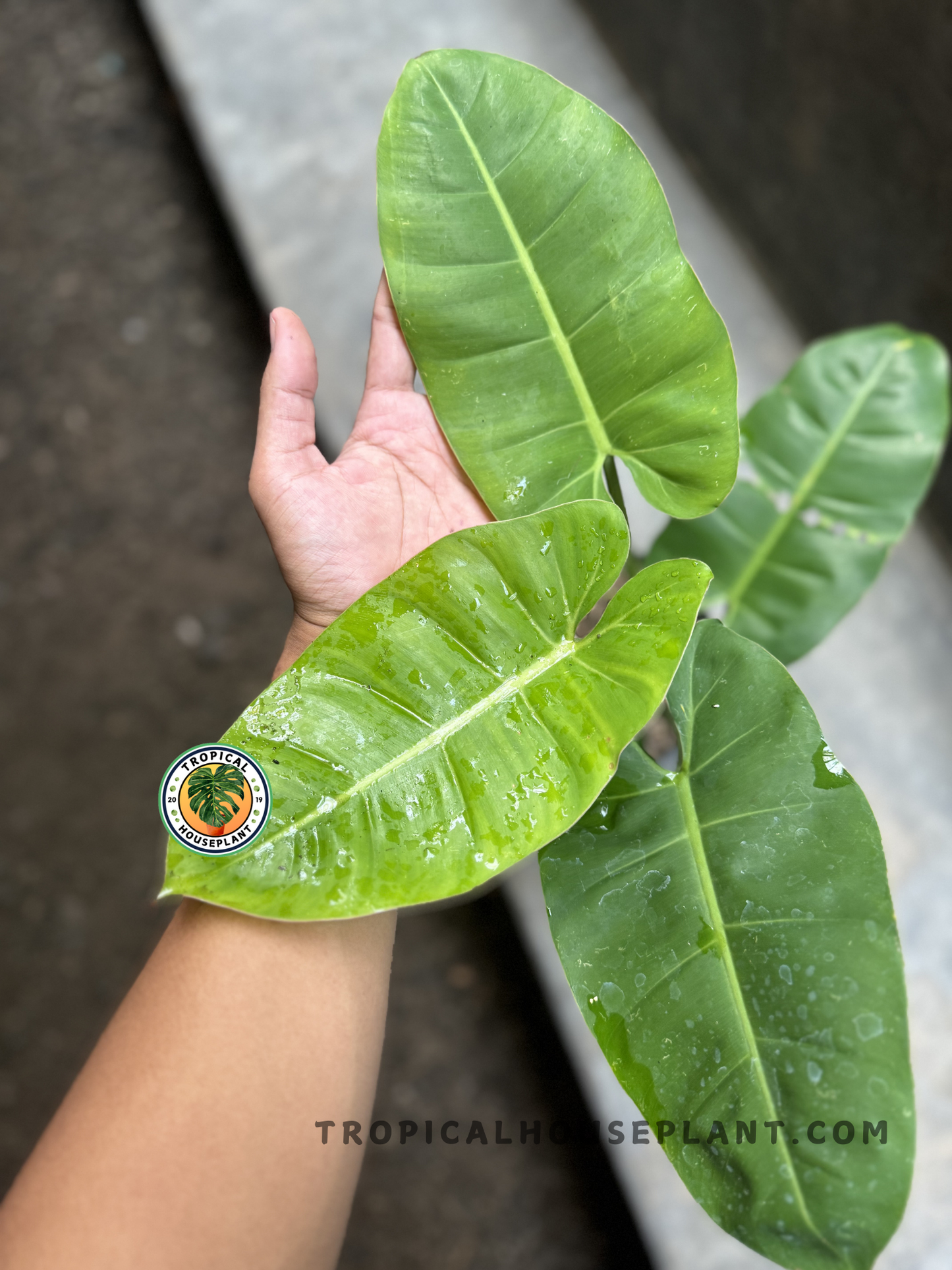 Top view of a potted Philodendron hybrid with vibrant green leaves and upright symmetrical structure, hand holding the plant for scale.