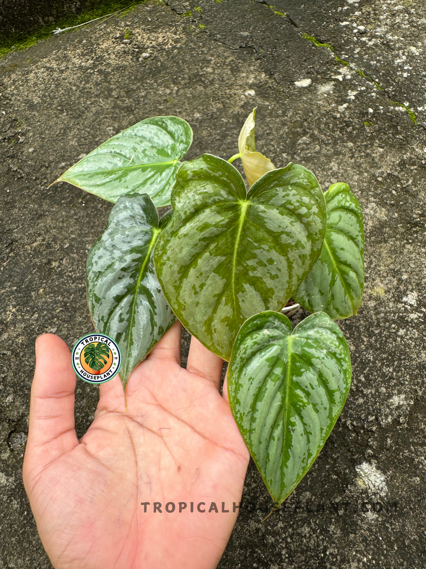Top-down view of Philodendron Hybrid Brandtianum X McDowell with silver-patterned mature foliage and new golden-toned emerging leaf.