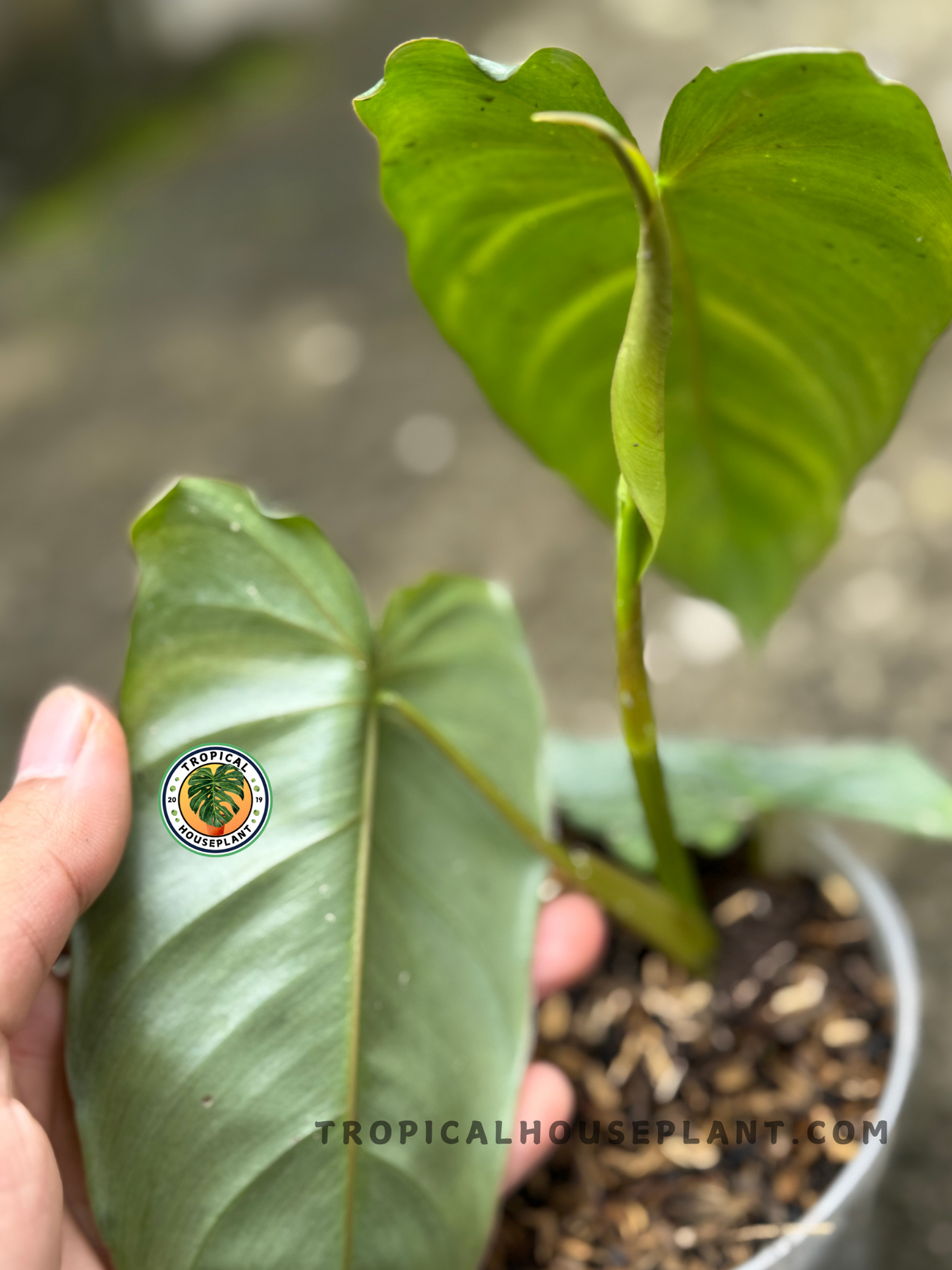 Side view highlighting the velvety leaf surface and emerging light green unfurling leaf in natural light.