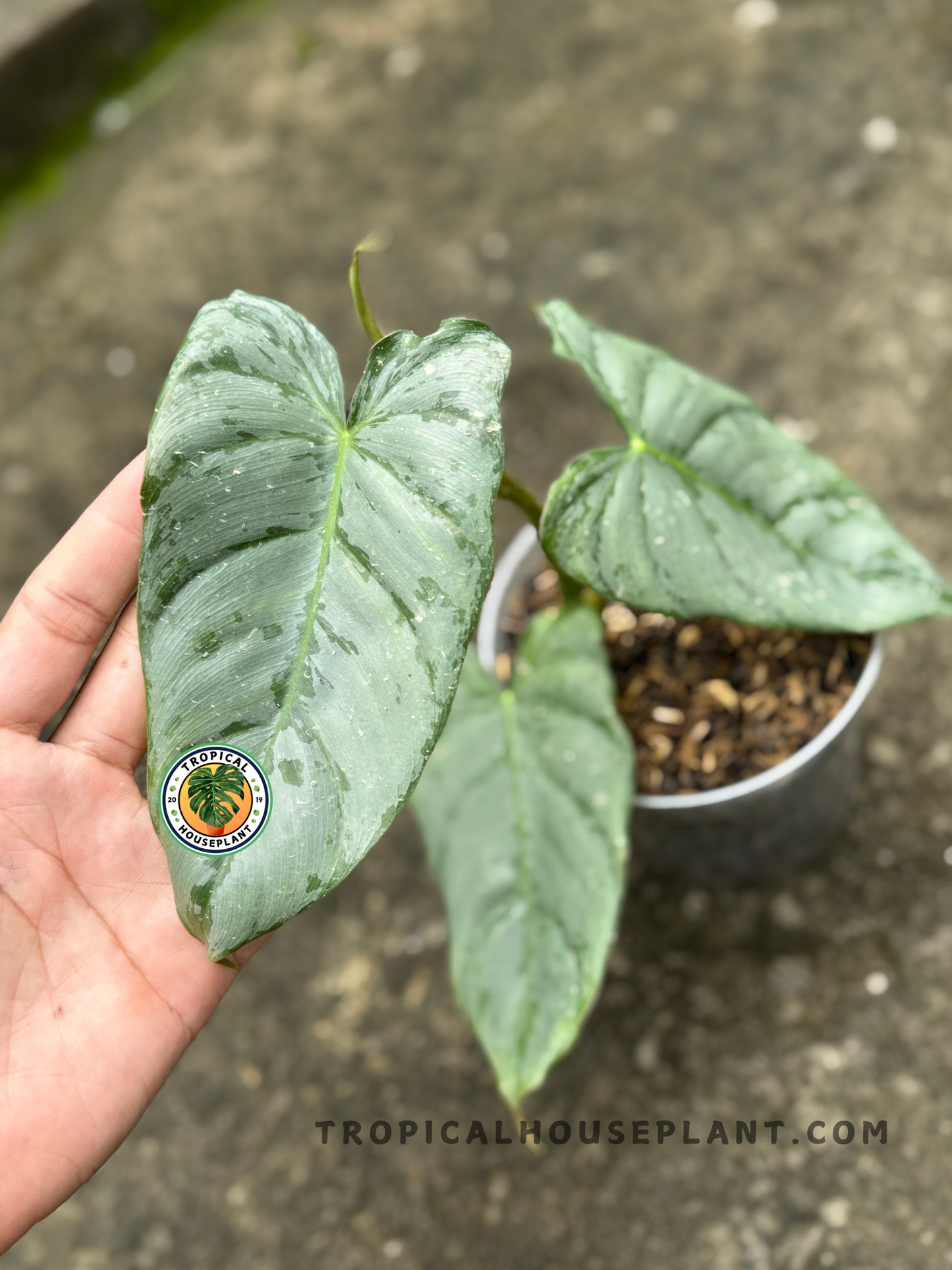 Top-down perspective of the plant showcasing symmetrical leaf growth and mottled variegation patterns.
