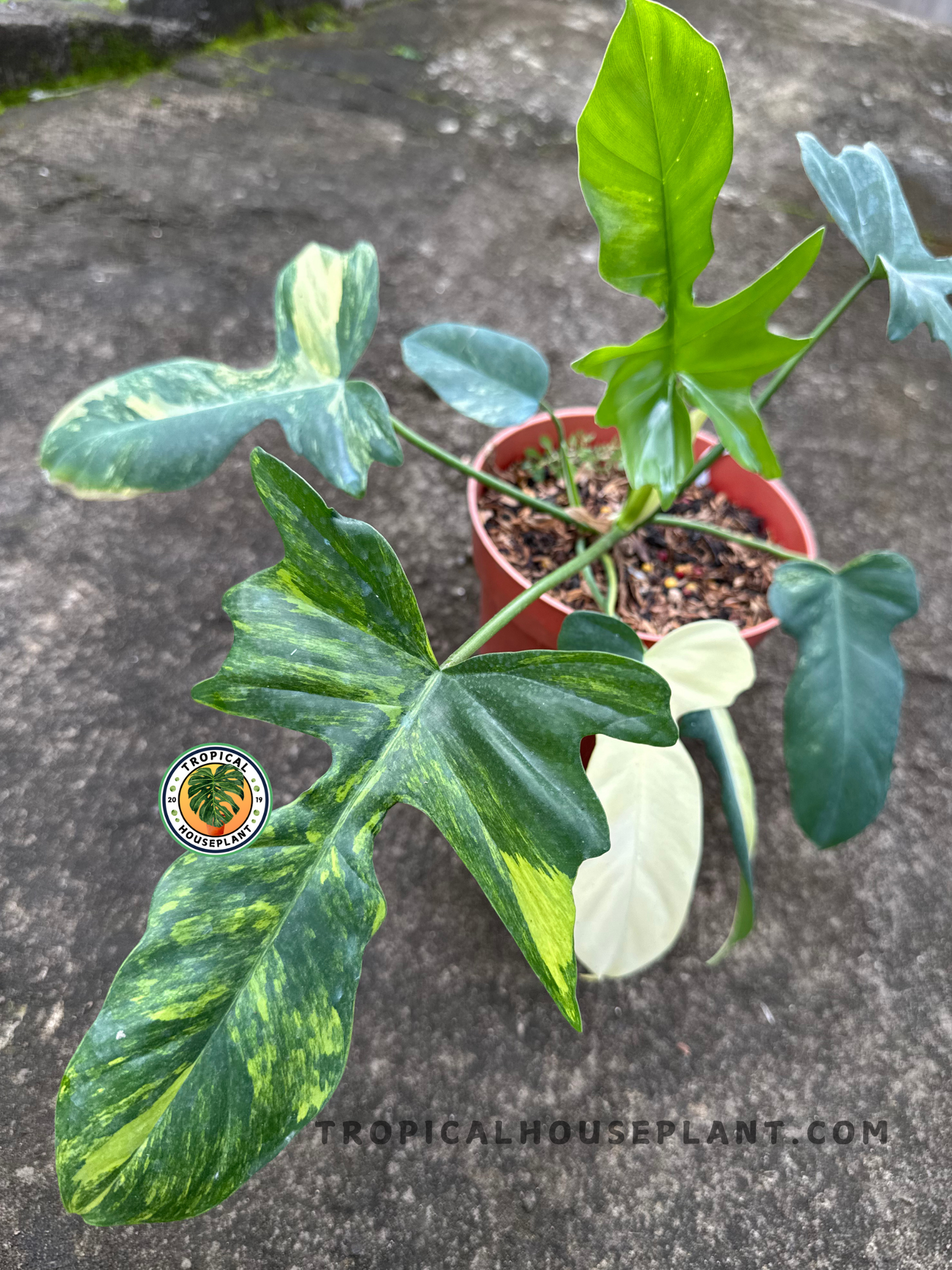 Full view of the Philodendron Hybrid Florida Beauty X Mayoi showing multiple leaves in various growth stages from a terracotta pot.