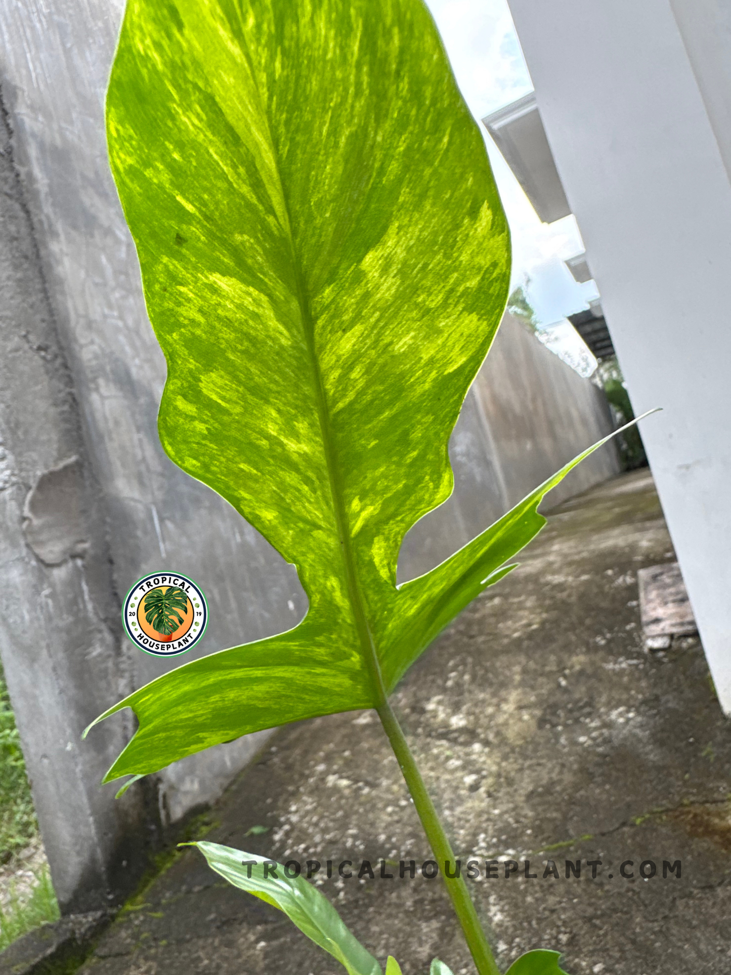 Side angle of a vibrant green lobed leaf with yellow variegation under natural sunlight, highlighting its shape and color.