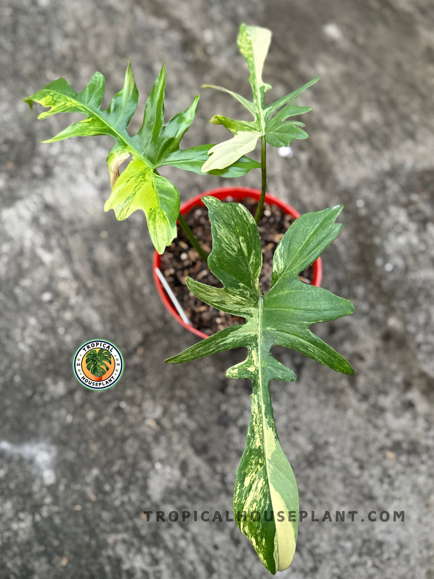 Top-down angle of the plant highlighting the symmetrical leaf structure and vivid color contrast in a natural outdoor setting.