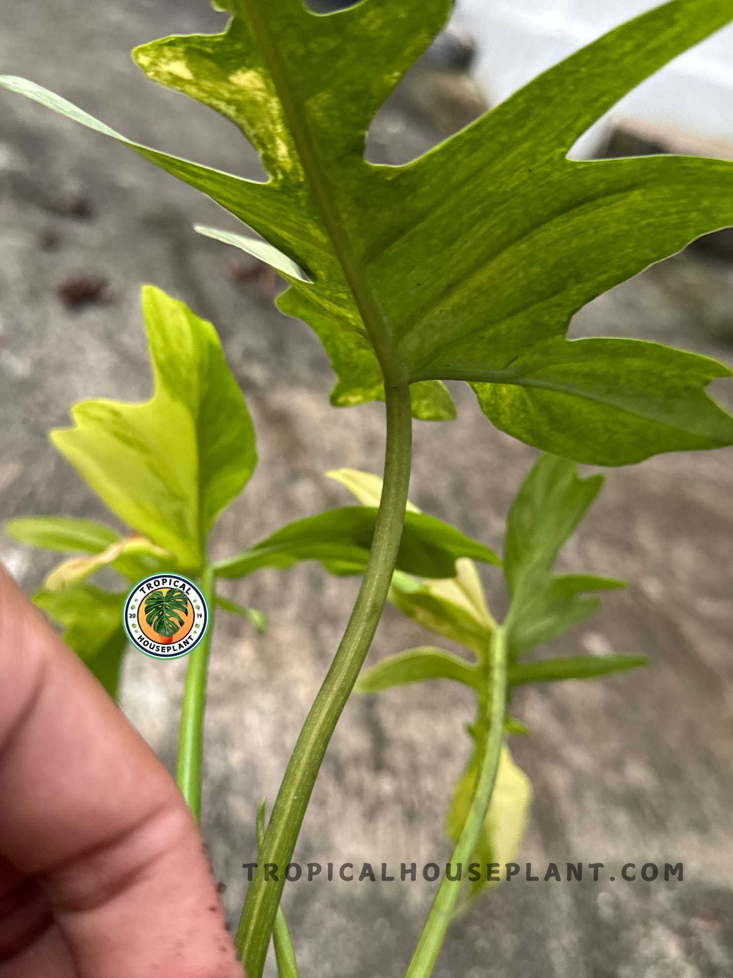 Detailed shot of the green stem and petiole showing the texture and healthy growth of the plant under natural light.