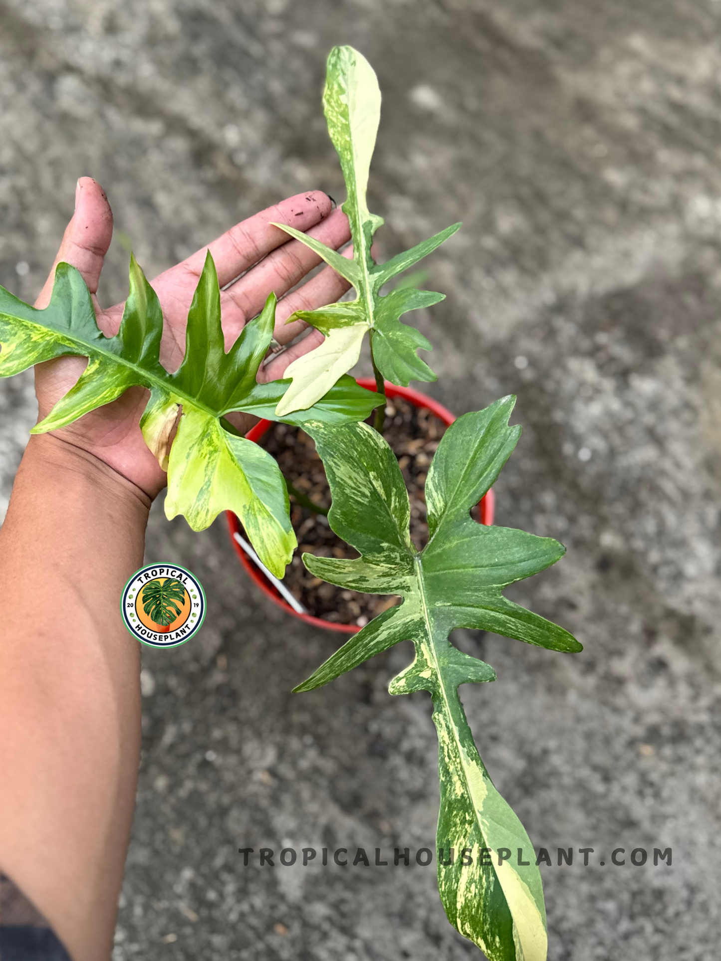 Full view of the potted plant showcasing elongated, lobed leaves with striking patterns in a red nursery pot.