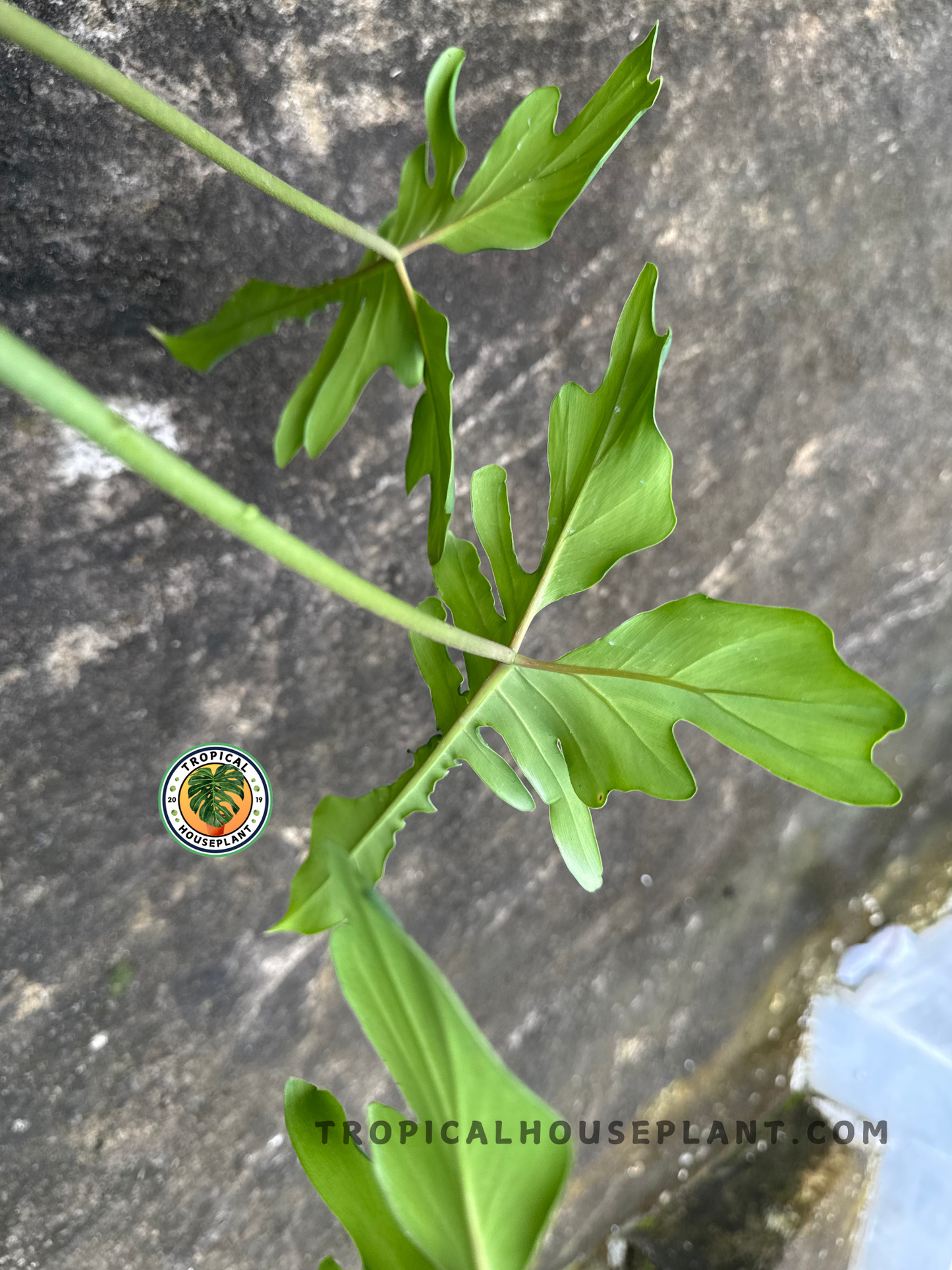 Side perspective of the plant's leaf structure showing elongated green lobes emerging from a slender stem.