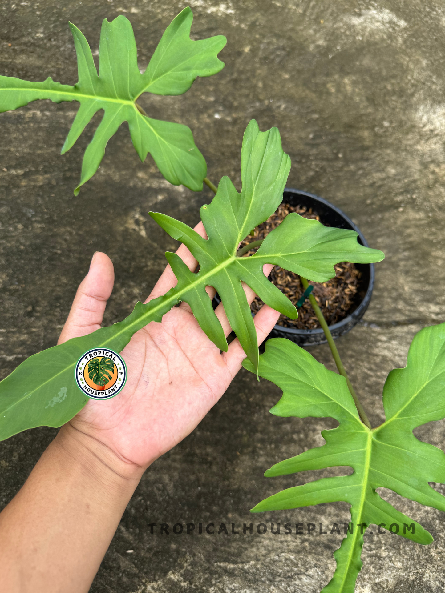 Close-up view of the leaf formation highlighting the distinct shape of the mature foliage on Philodendron Florida Beauty x Mayoi Narrow Form.