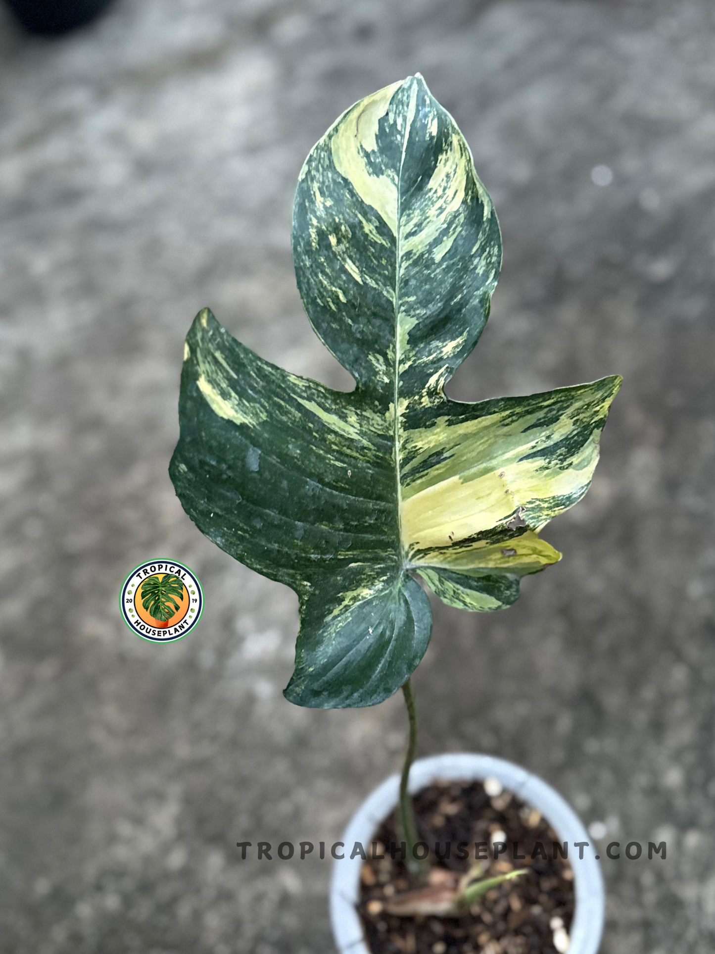 Potted Philodendron Hybrid Florida Beauty x Mayoi Thailand with upright stem and large variegated leaf in full view.