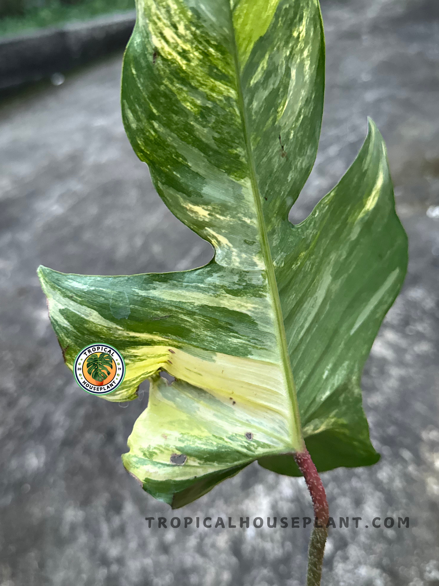 Philodendron Hybrid Florida Beauty x Mayoi Thailand leaf held in hand, highlighting its bold lobed shape and variegated patterns.