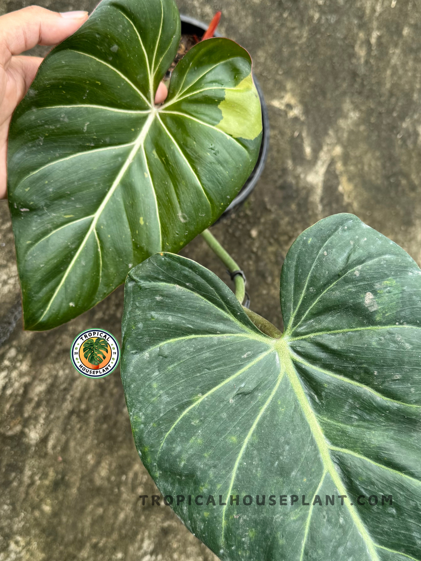 Close-up of Philodendron Hybrid Glorimax Thai showing velvety green leaf with pale veins and a soft golden variegated patch.