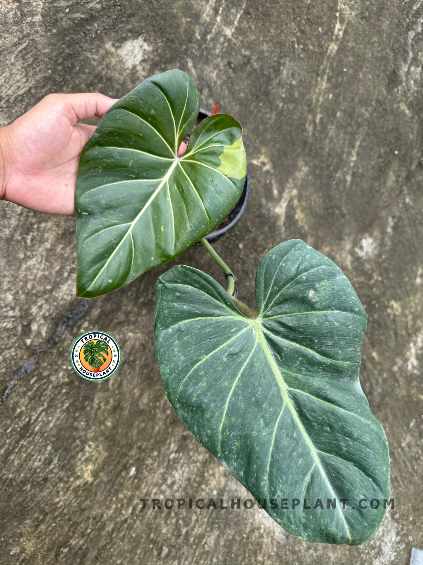 Top view of two Philodendron Hybrid Glorimax Thai leaves displaying deep green tones, prominent veins, and unique variegation.