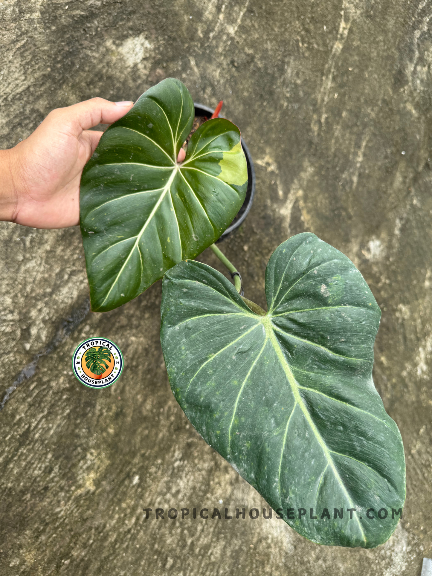 Overhead shot of Philodendron Hybrid Glorimax Thai with large heart-shaped leaves against a natural stone background.