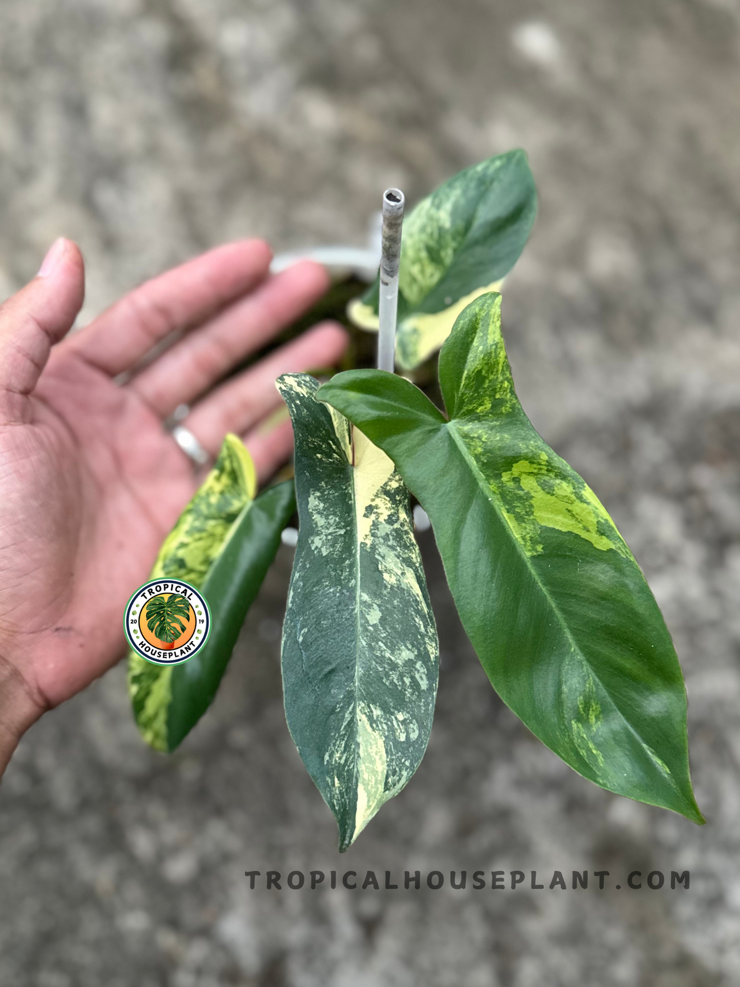 Angled view of Philodendron Hybrid Jennifer with elongated variegated leaves, supported by a white stake in a pot.
