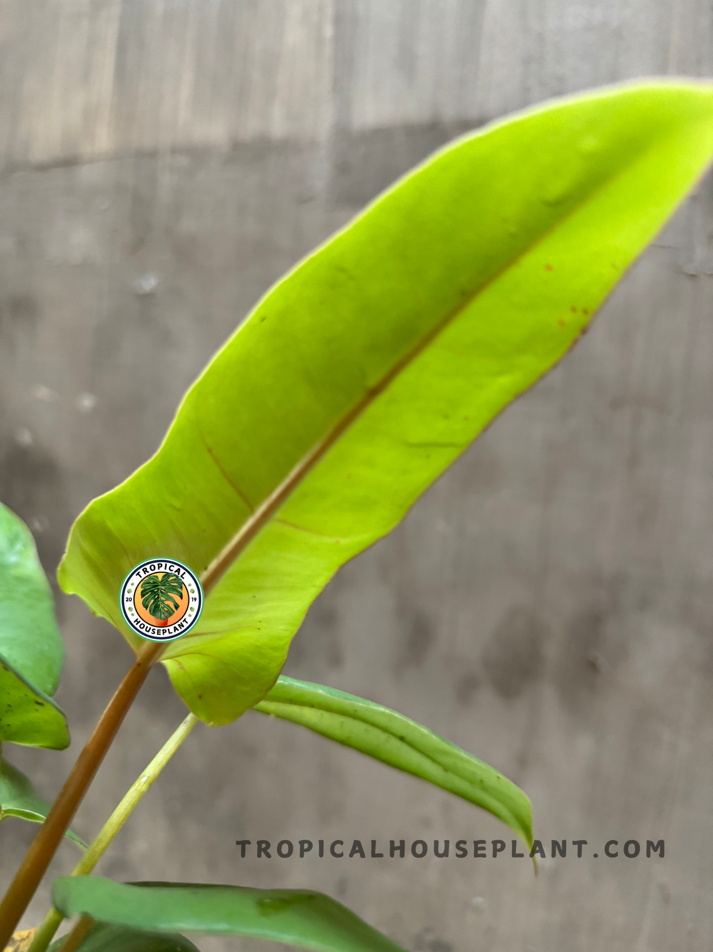 Side view of upright Philodendron Lime Fiddle x Paraiso Verde leaves, revealing subtle natural gloss and golden-lime hues in bright light.