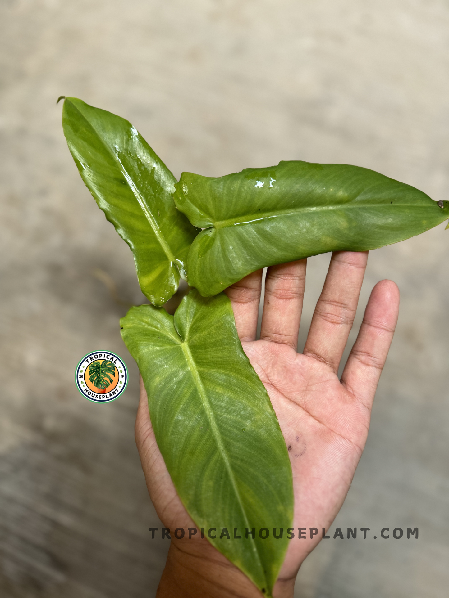 Top-down image of a young Philodendron Lime Fiddle x Paraiso Verde plant in hand, displaying three broad, vibrant leaves with slight veining.