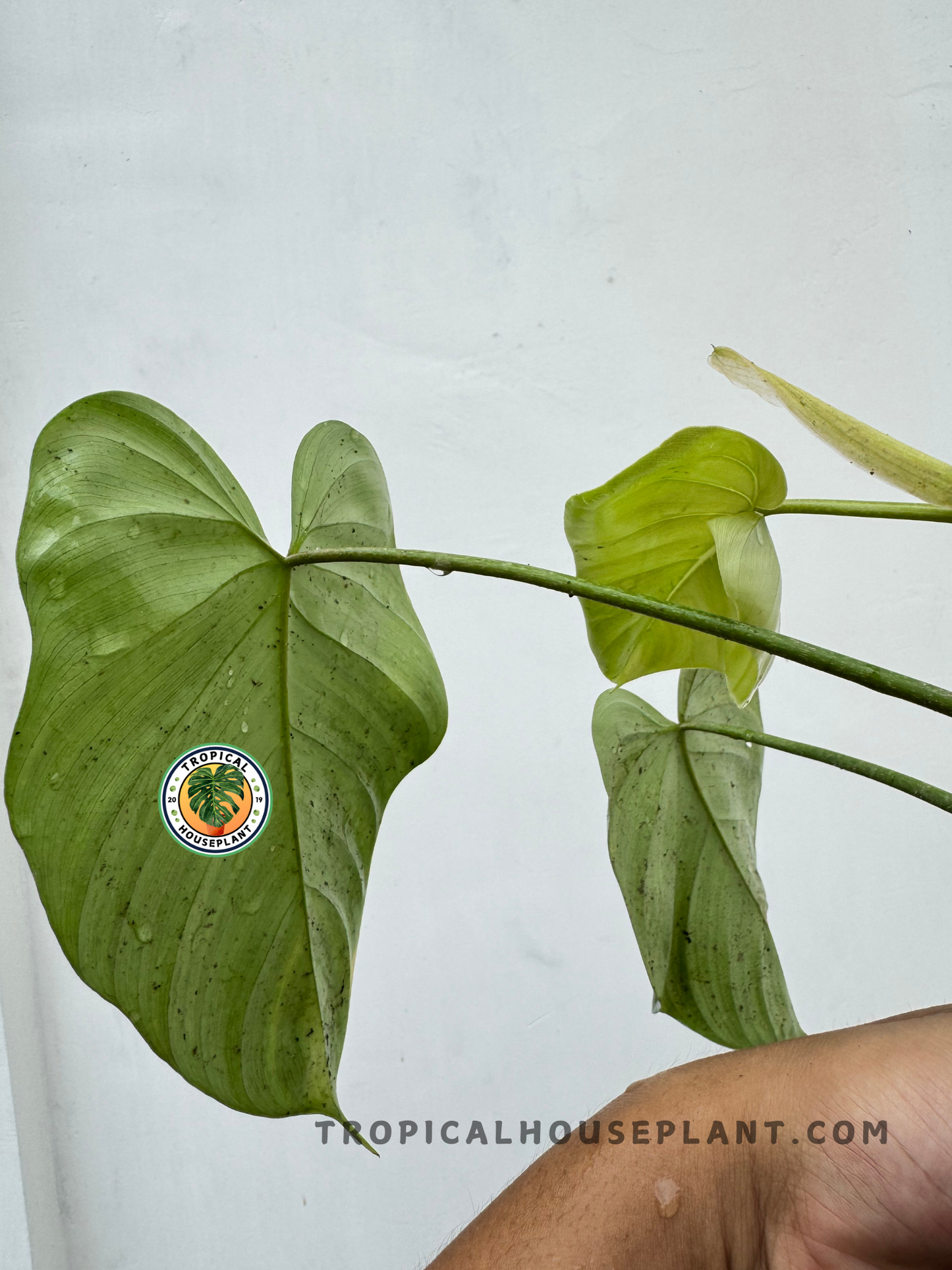 Backside view of Philodendron Hybrid McDowell X Mayoi leaves, highlighting the lighter green undersides and fresh new growth.
