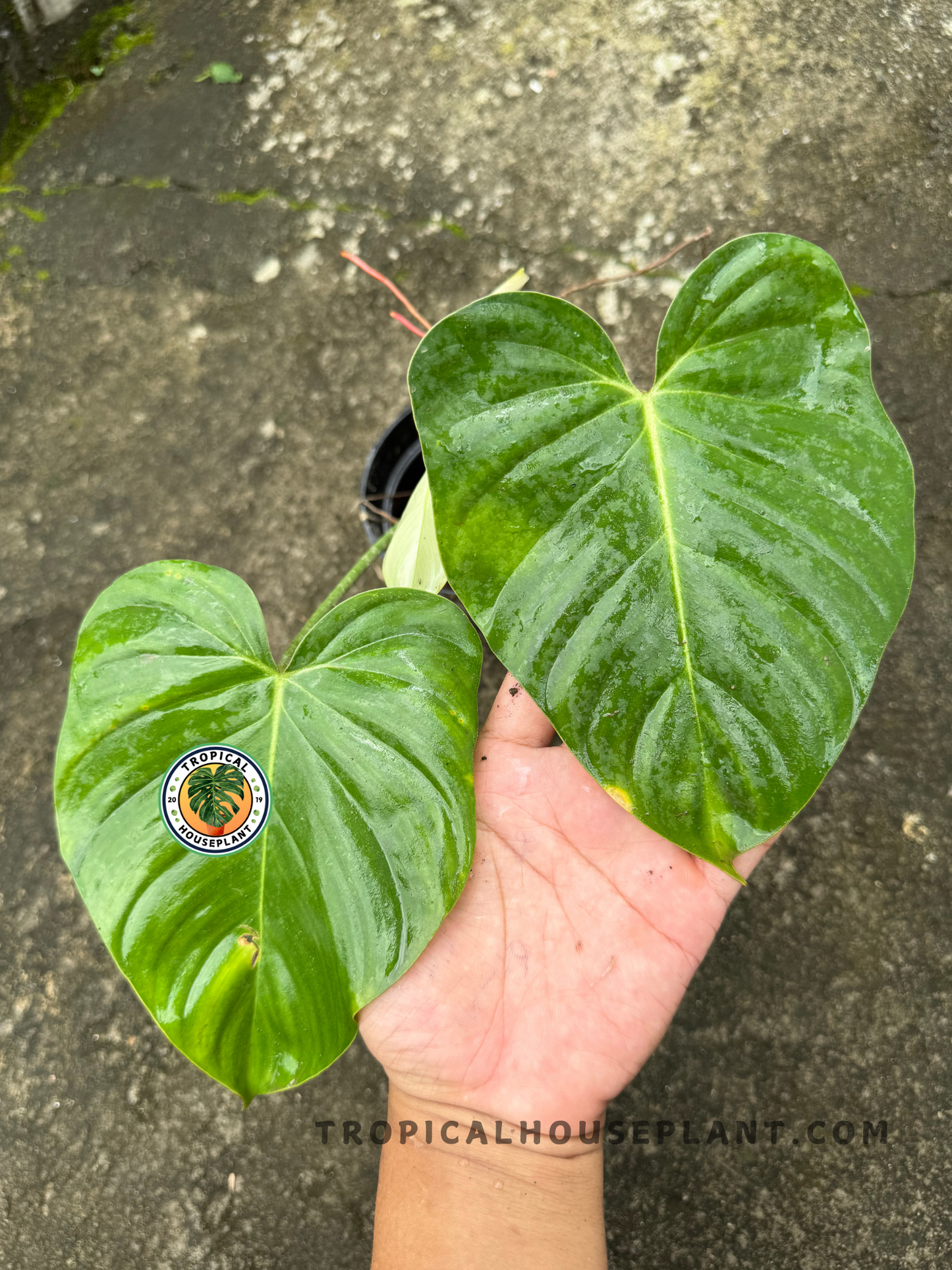 Overhead shot of Philodendron Hybrid McDowell X Mayoi with vibrant green leaves resting on a hand, showcasing prominent veins and healthy texture.