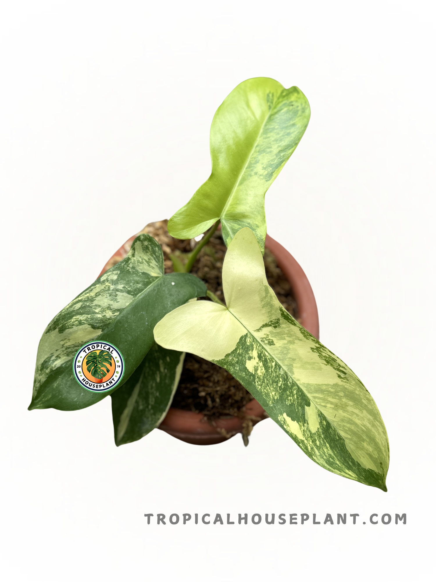 philodendron green paradise Philodendron Paradise Beauty (Florida Beauty X Paraiso Verde) Hybrid