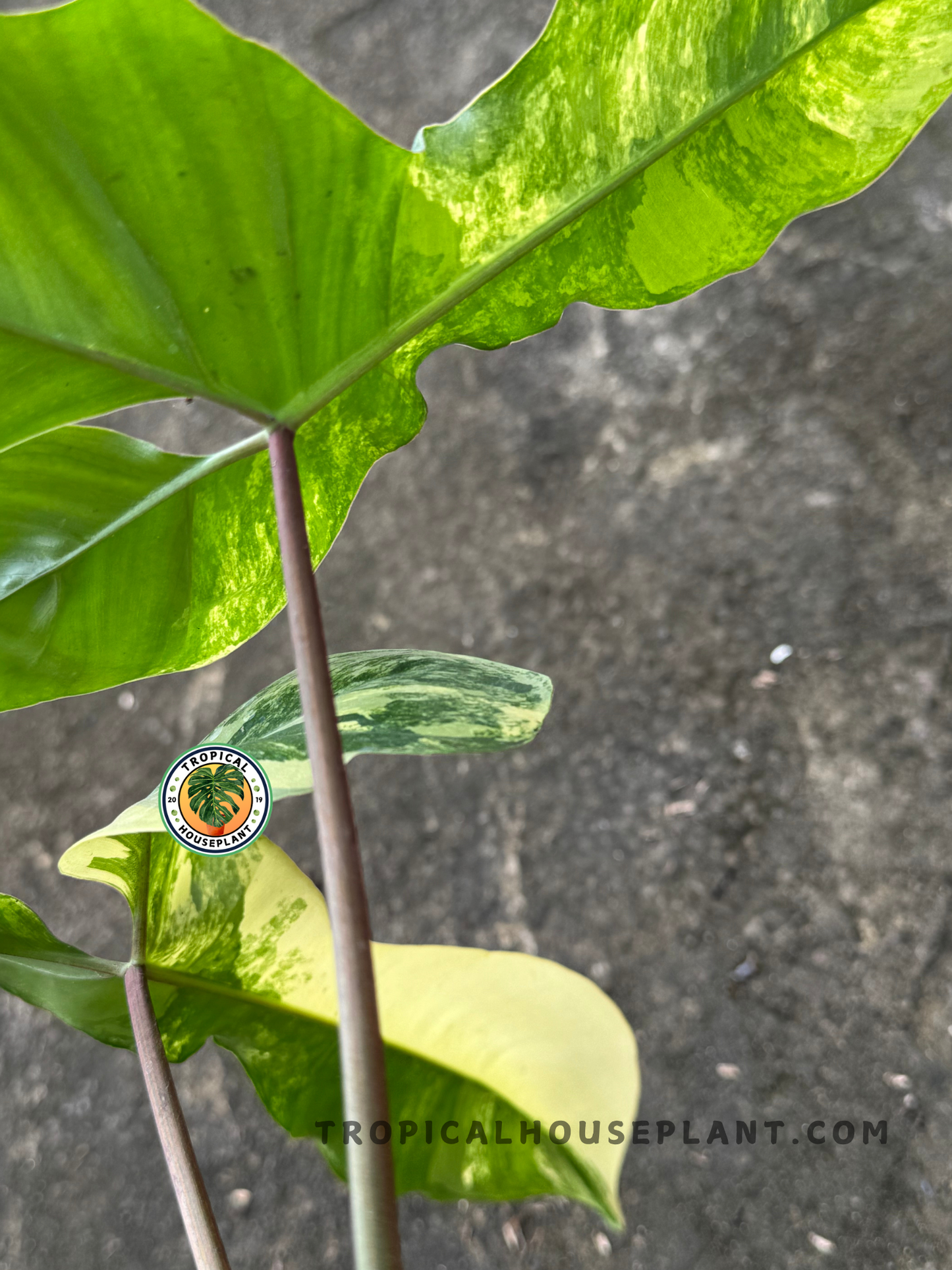 Backside view of a bright green variegated leaf under sunlight, emphasizing the natural marbling and upright growth habit