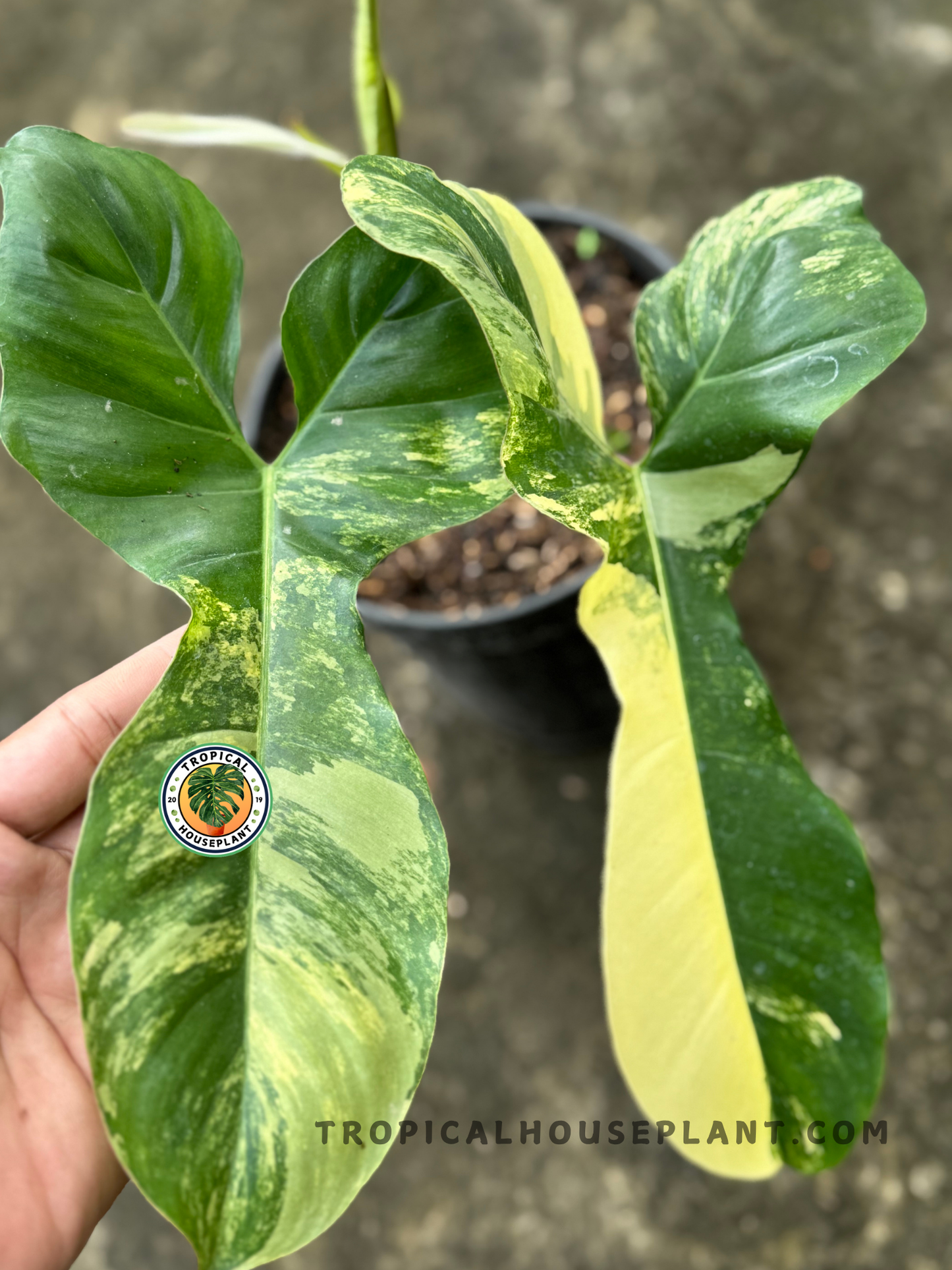 Full view of the hybrid in a pot with multiple variegated leaves fanning out, highlighting medium plant size and healthy structure