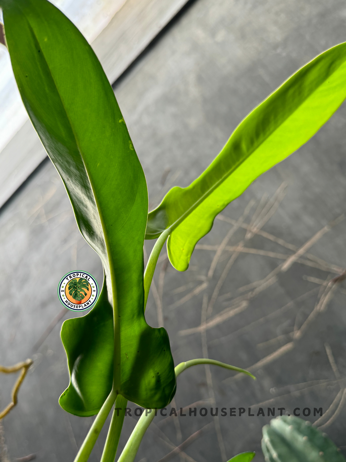 Potted Philodendron Jerry Horne showcasing its elegant foliage and climbing growth habit.