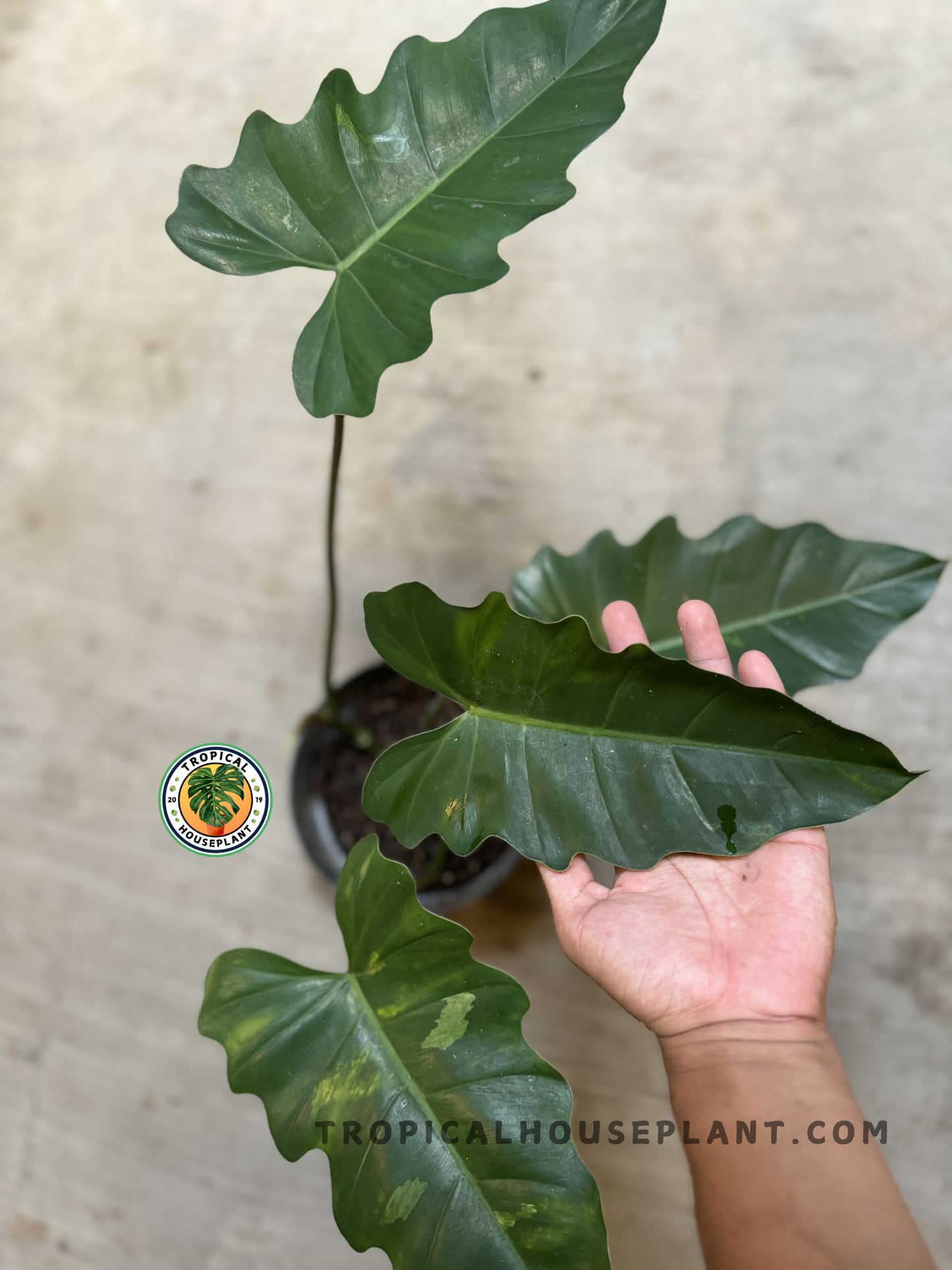 Top view of potted Philodendron hybrid with hand holding one leaf, highlighting bold texture and mature green foliage.