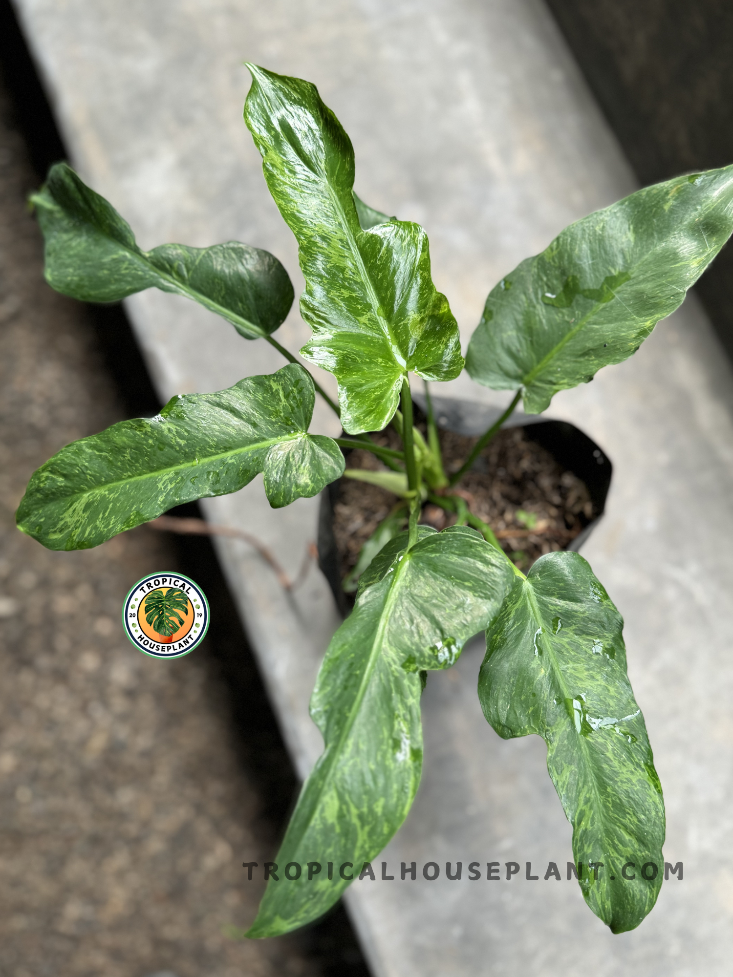 green dragon philodendron Philodendron Lime Fiddle Golden Dragon – Tropical Houseplant