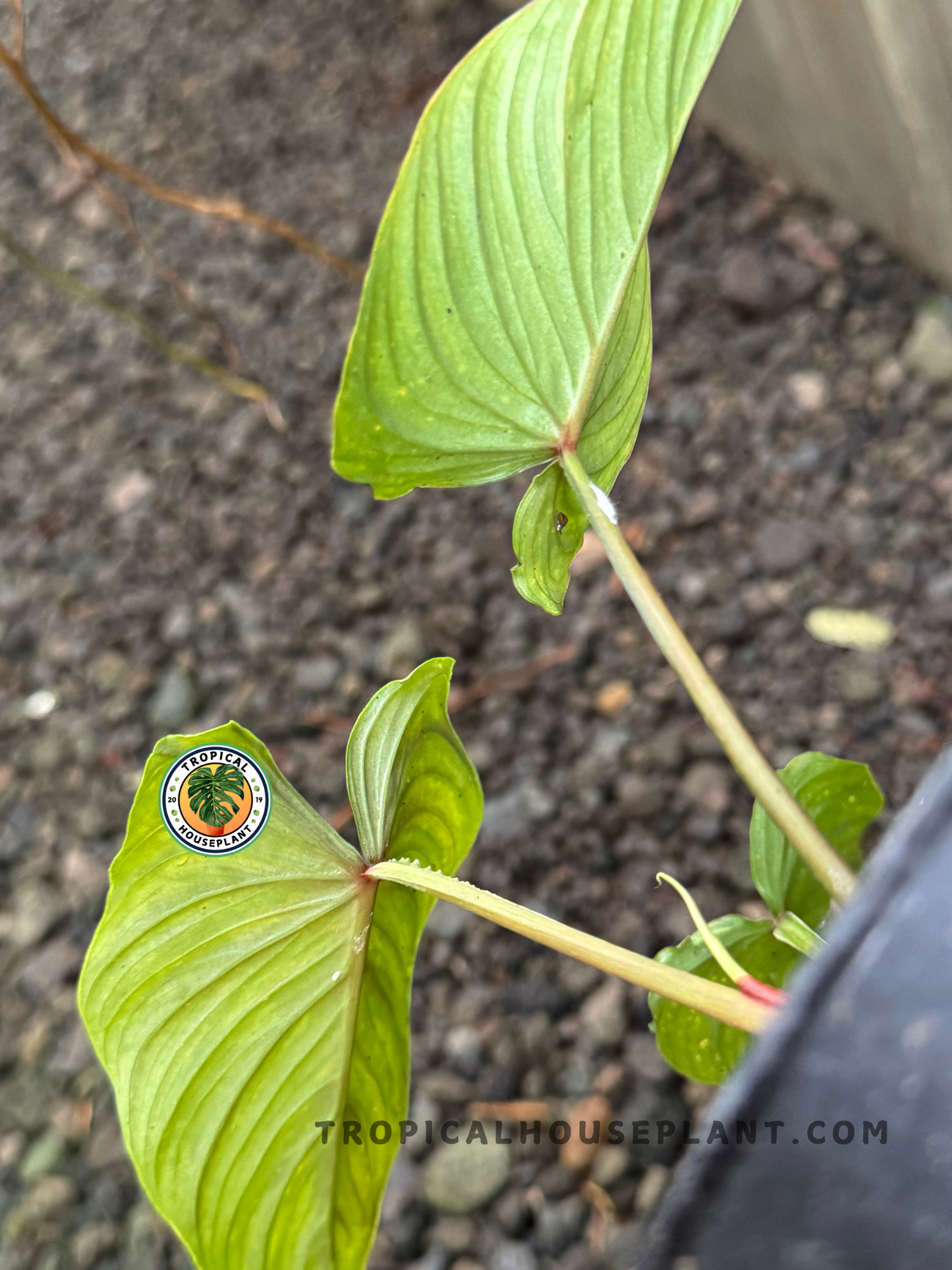 Underside view of Philodendron Mamei Aff leaves showing soft green tones and red petioles