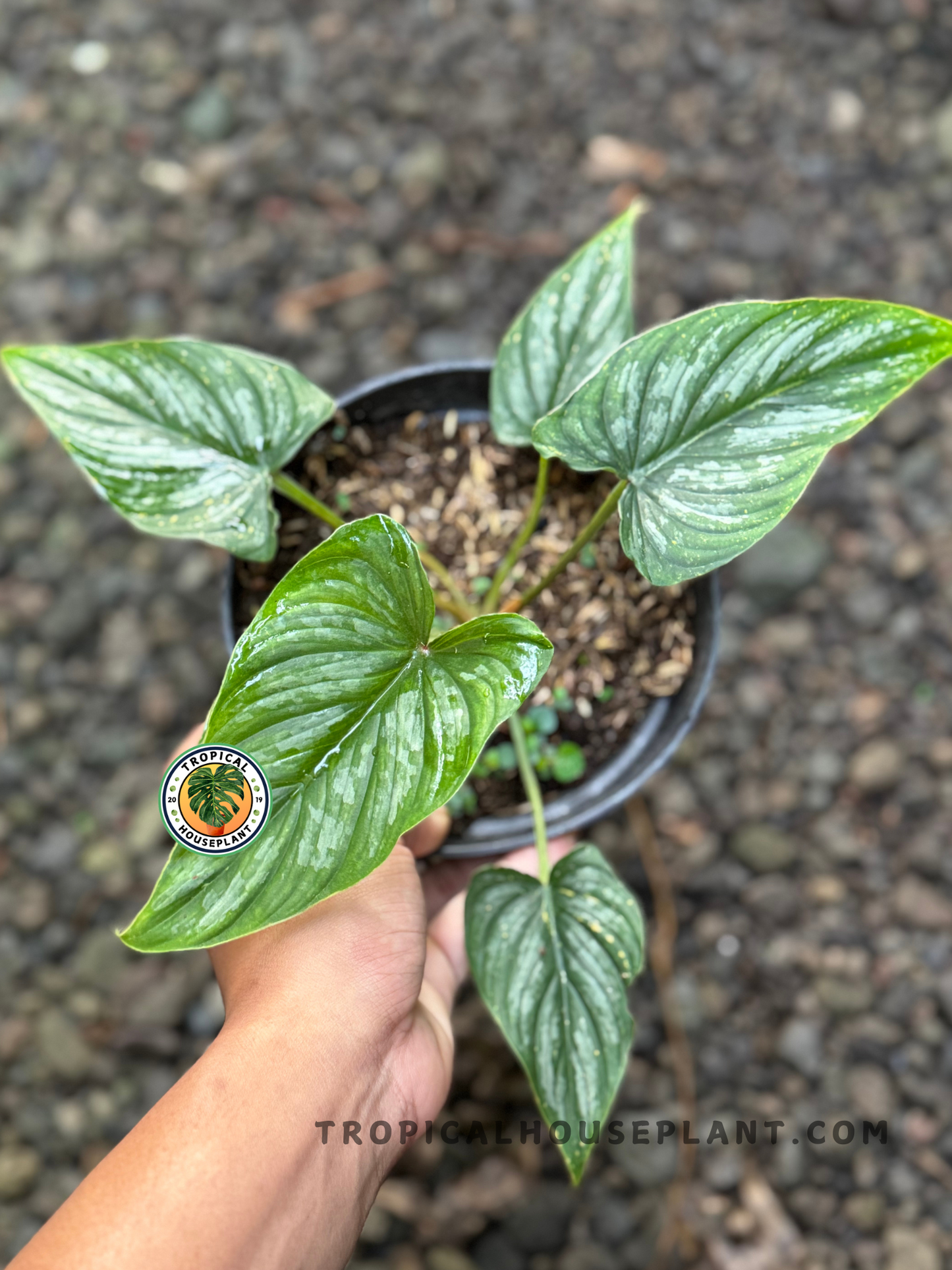 Overhead photo of a potted Philodendron Mamei Aff with four mature, textured leaves in lush condition
